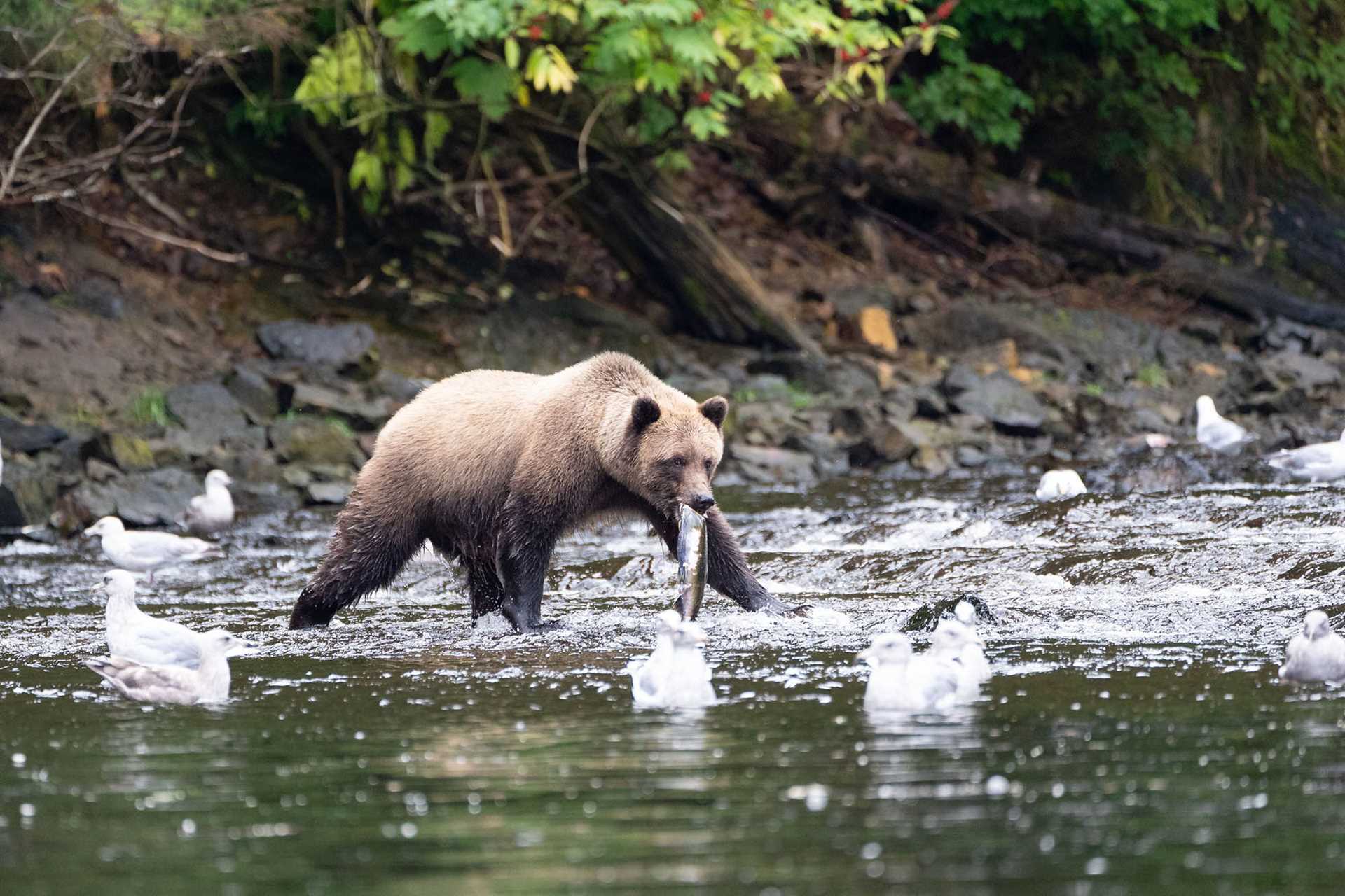 brown bear