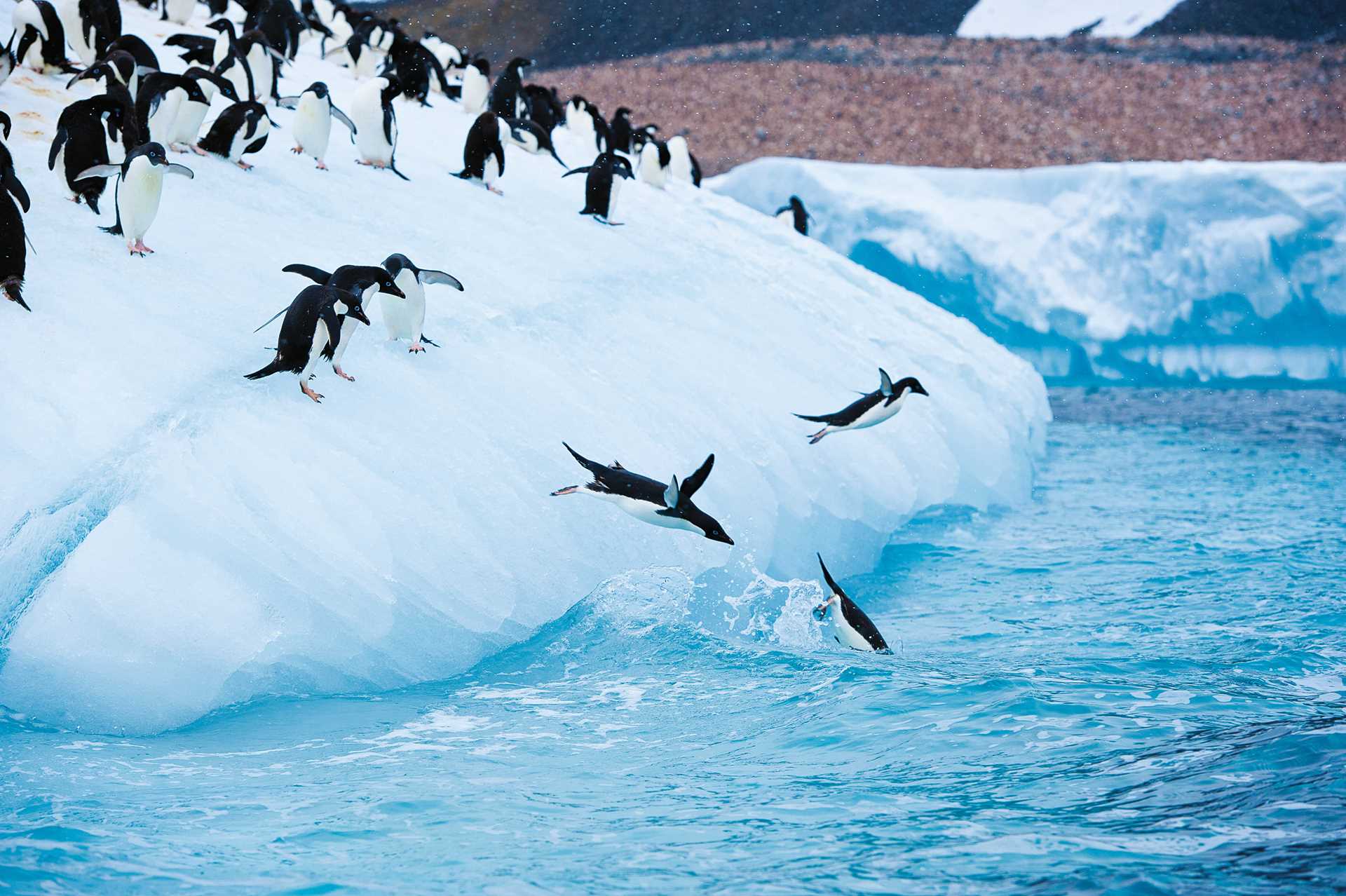 A small colony of adelie penguins jump in the waters off a small glacier in Antarctica.