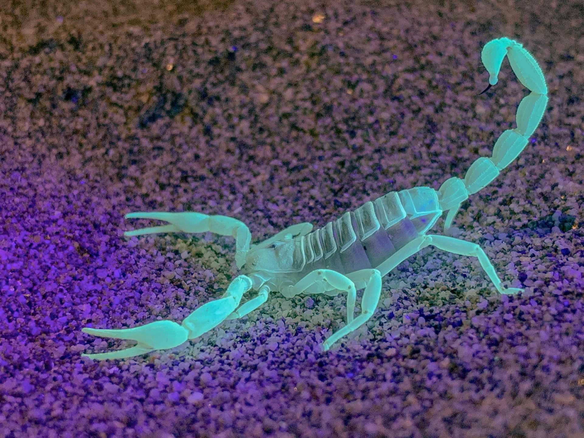 Glowing scorpion in Baja.jpg