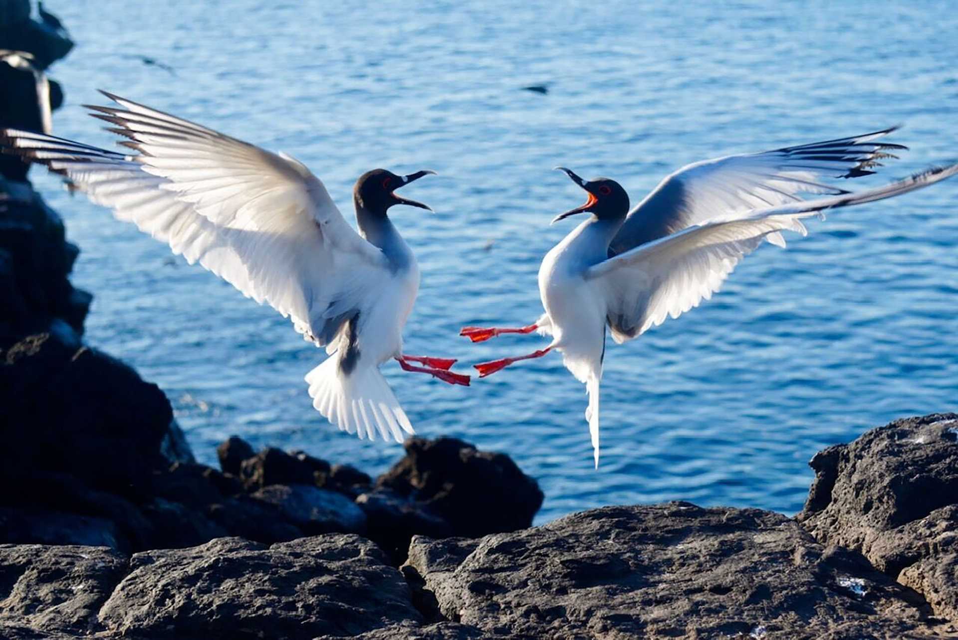 swallow-tailed gulls