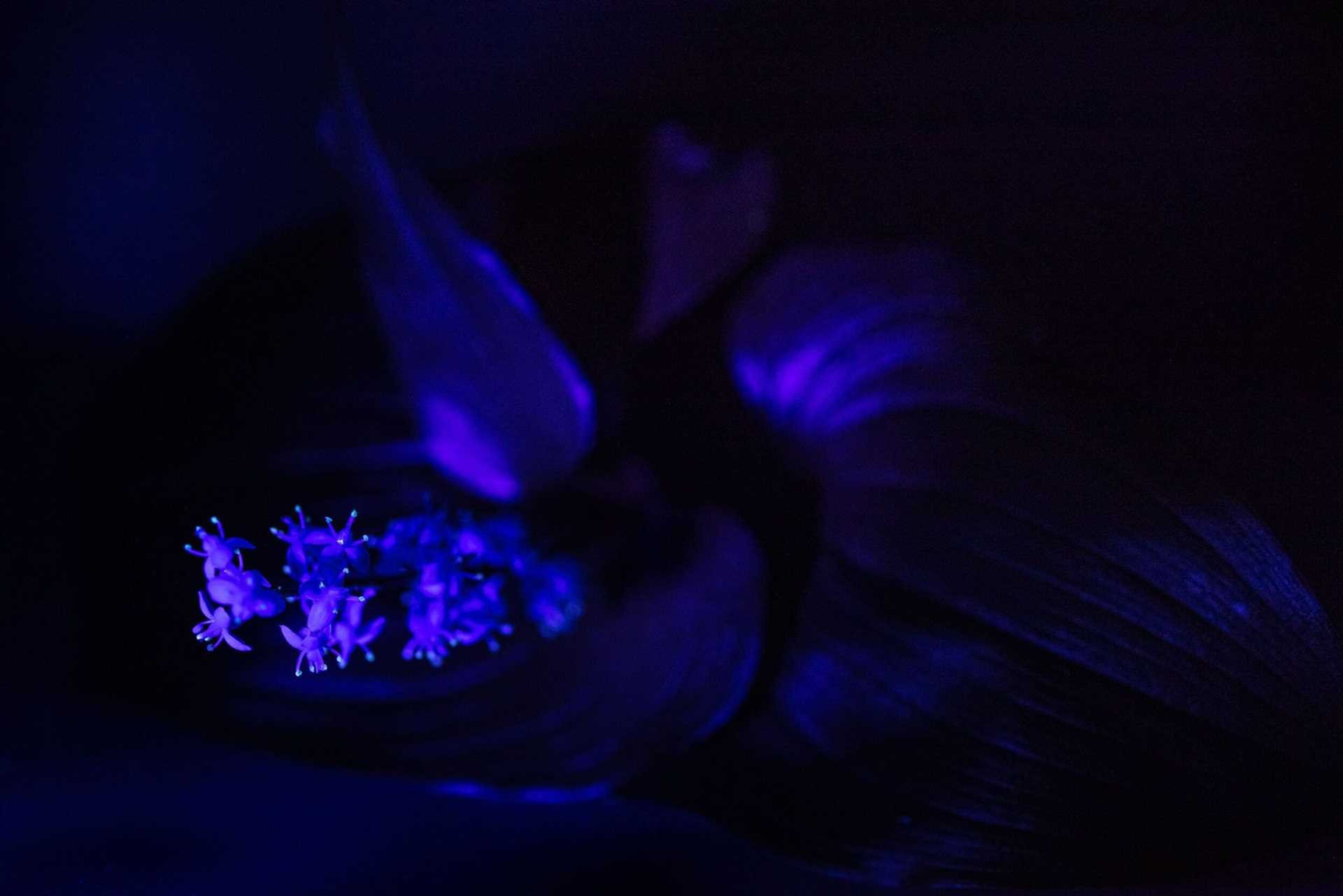 false lily of the valley under uv light