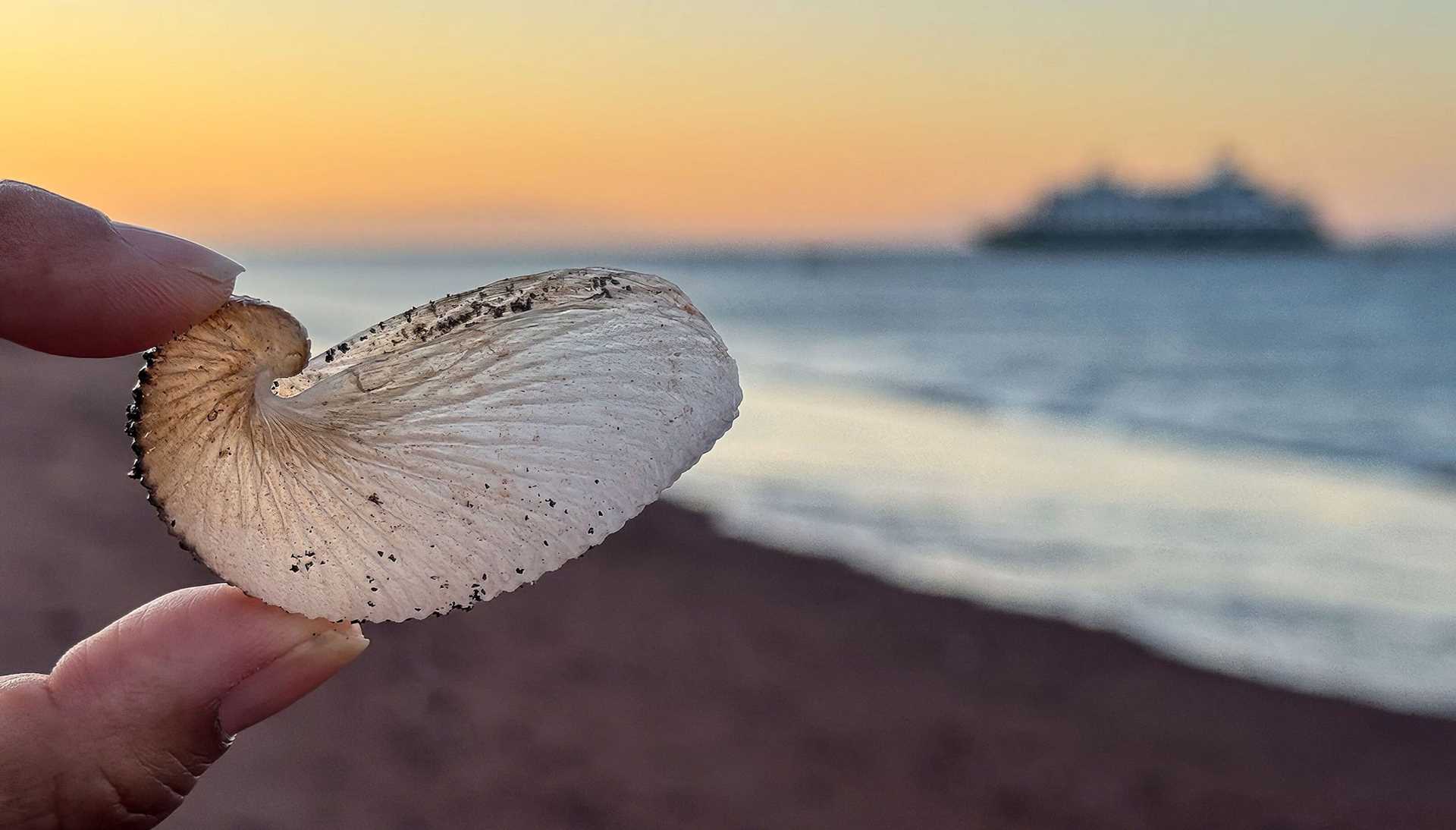 octopus egg case