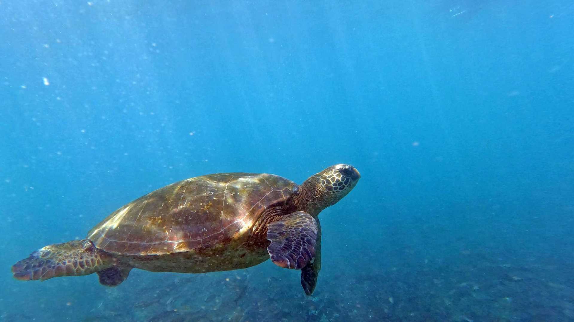 pacific green sea turtle