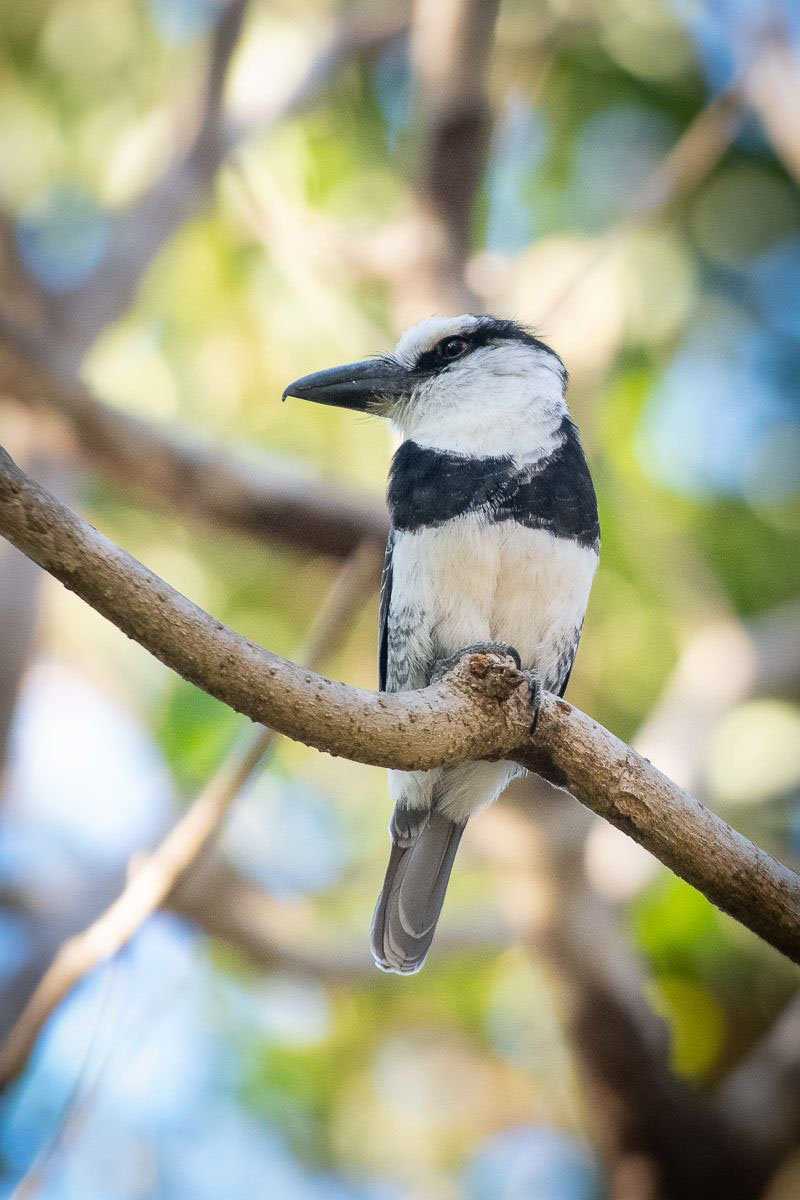 puffbird