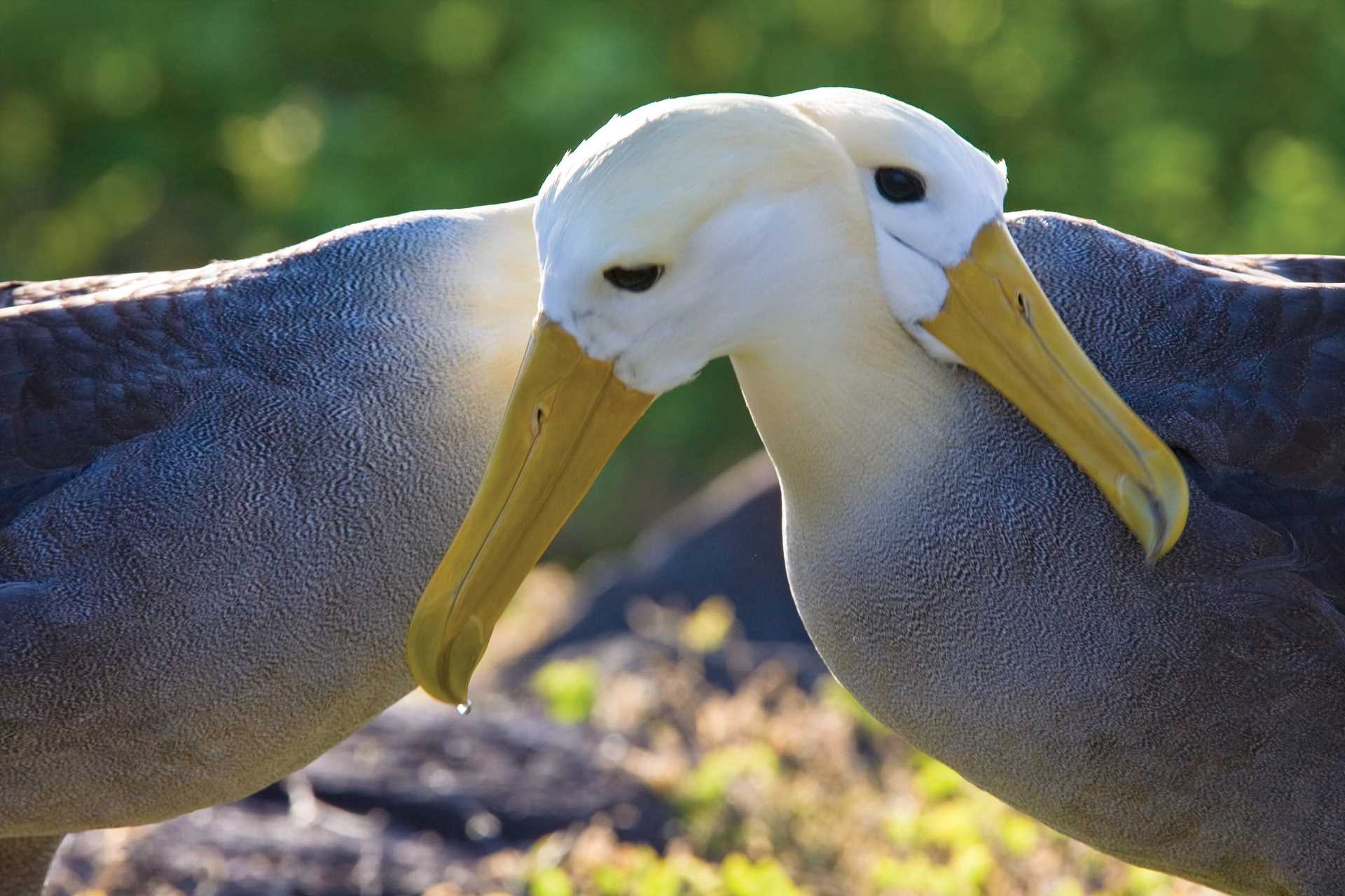 Waved albatrosses perform a courting ritual on Española Island, Galápagos.