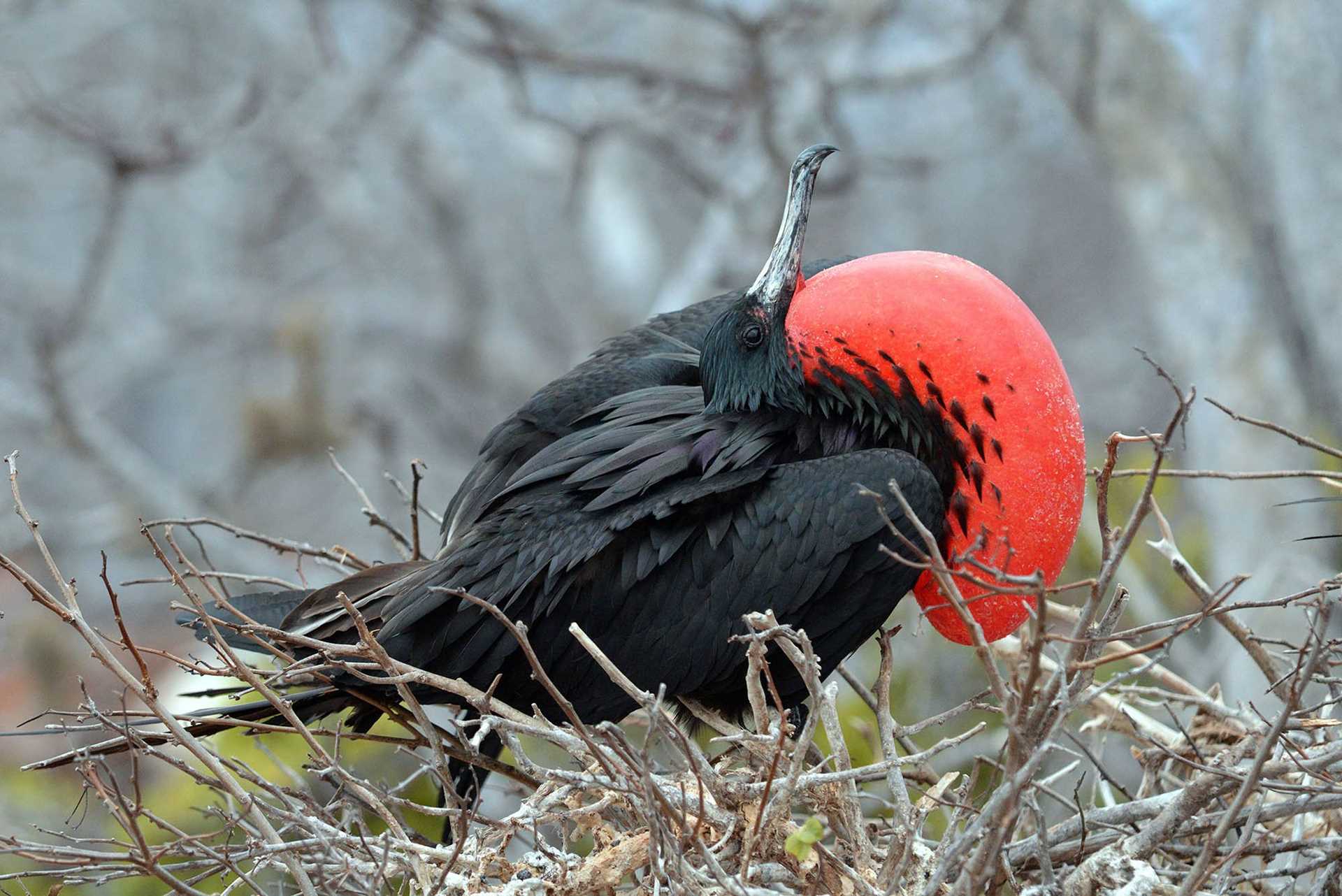 magnificent frigatebird with inflated red throat pouch