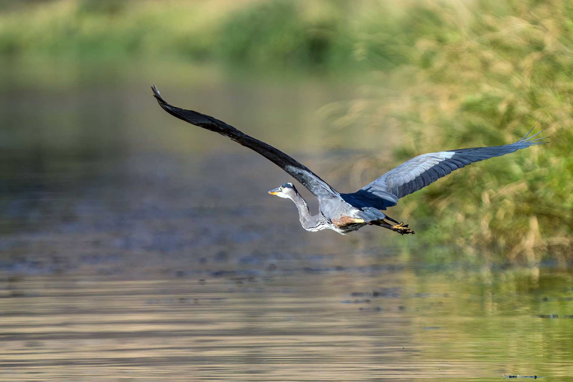 great blue heron