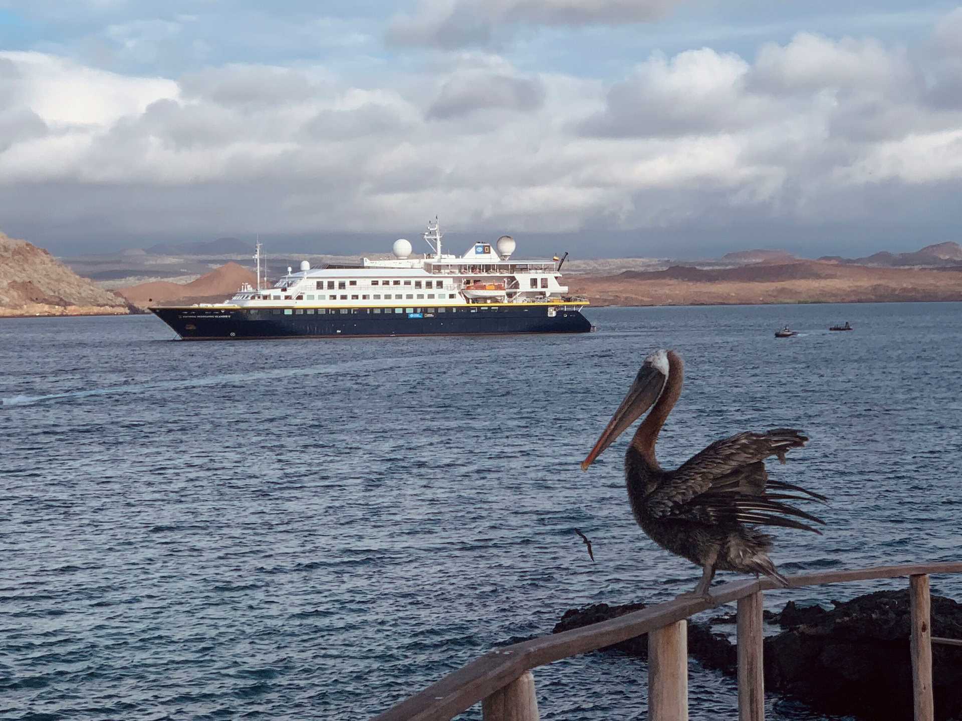 a pelican in the foreground looks at a ship in the water behind it
