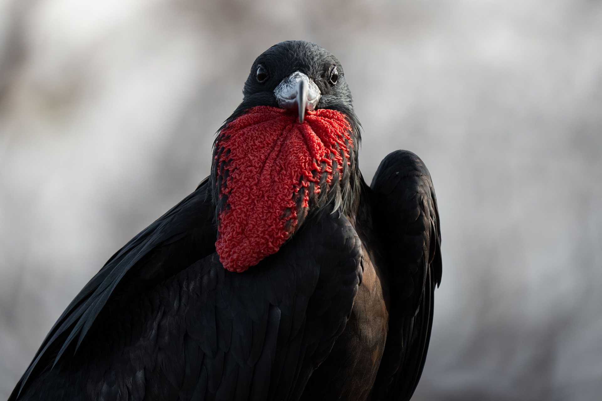 a frigatebird with a deflated throat pouch