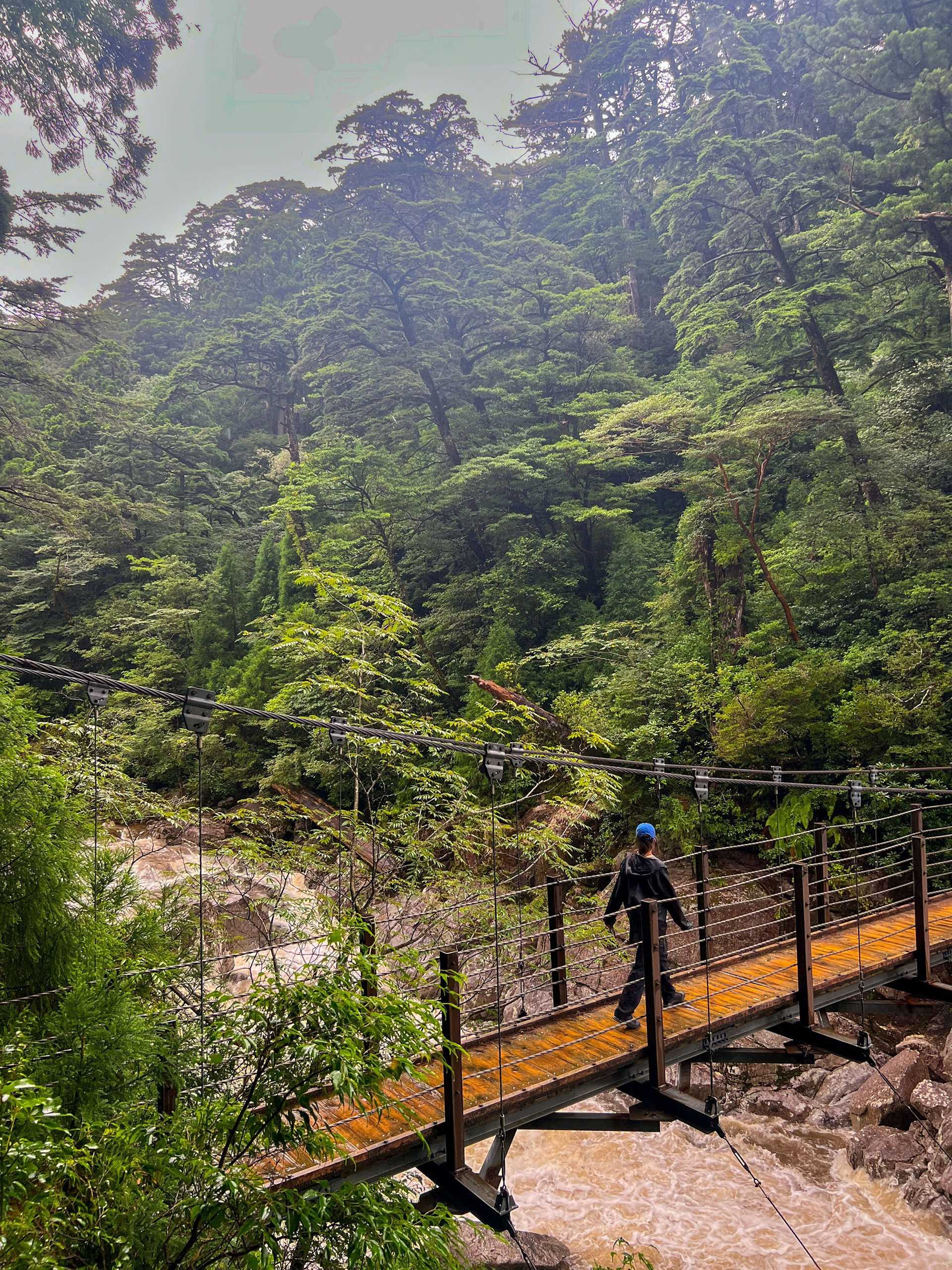 hiker on a rope bridge amid large green trees