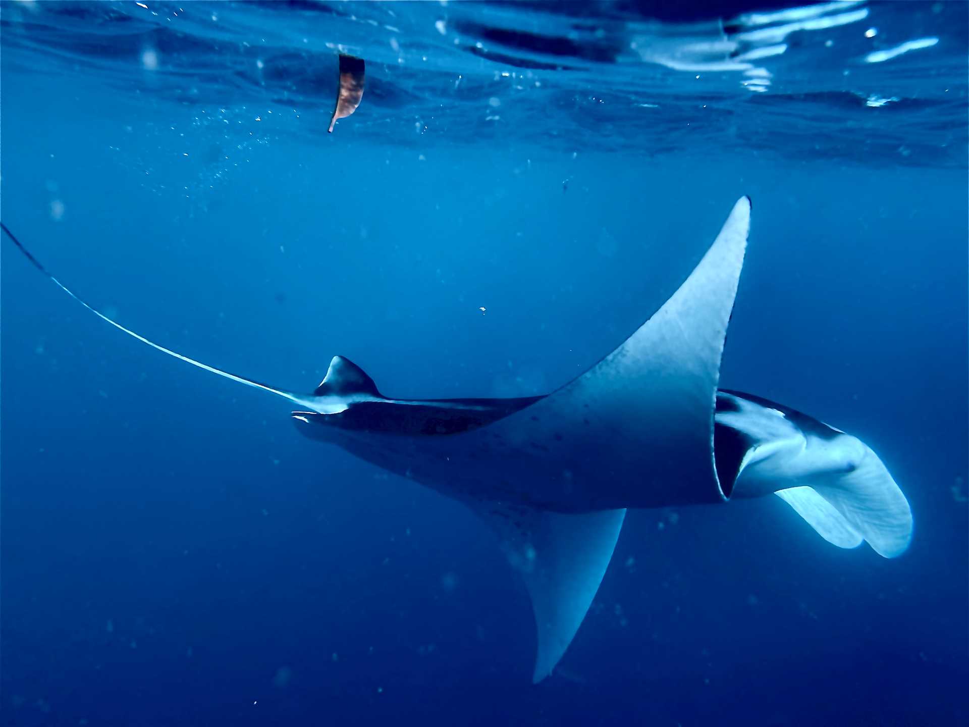 Manta Ray in Polynesia.JPEG