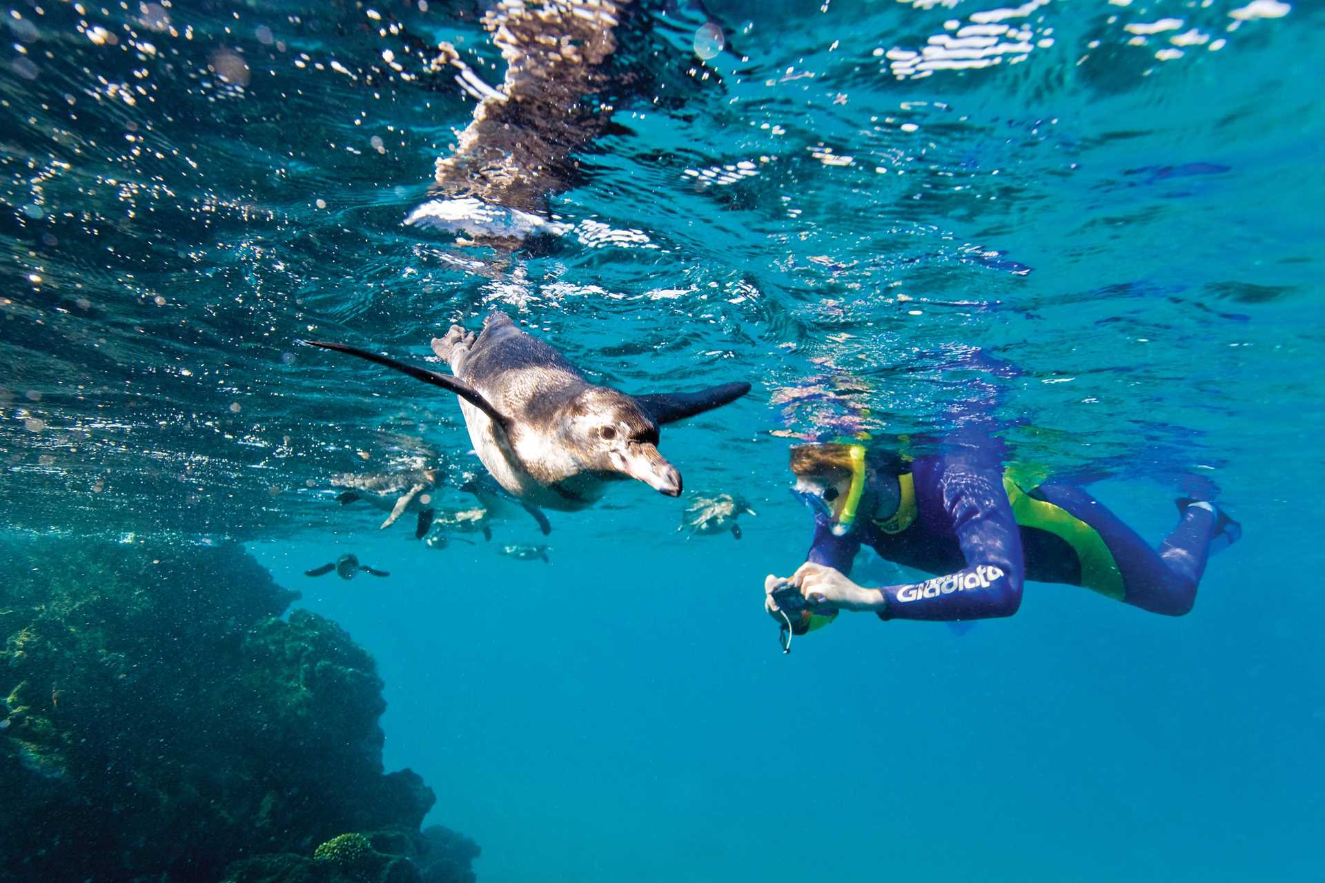 A snorkeler takes a photo of a Galápagos penguin.