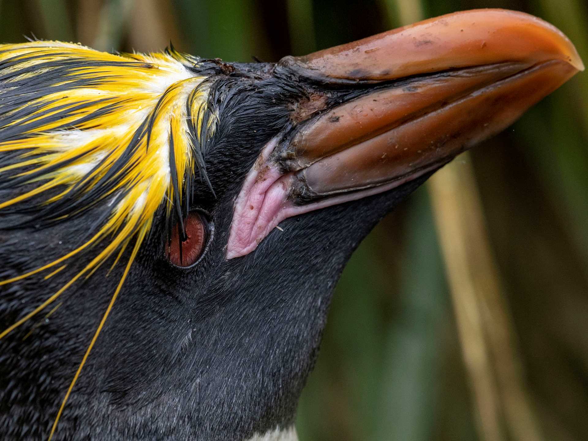 closeup of macaroni penguin