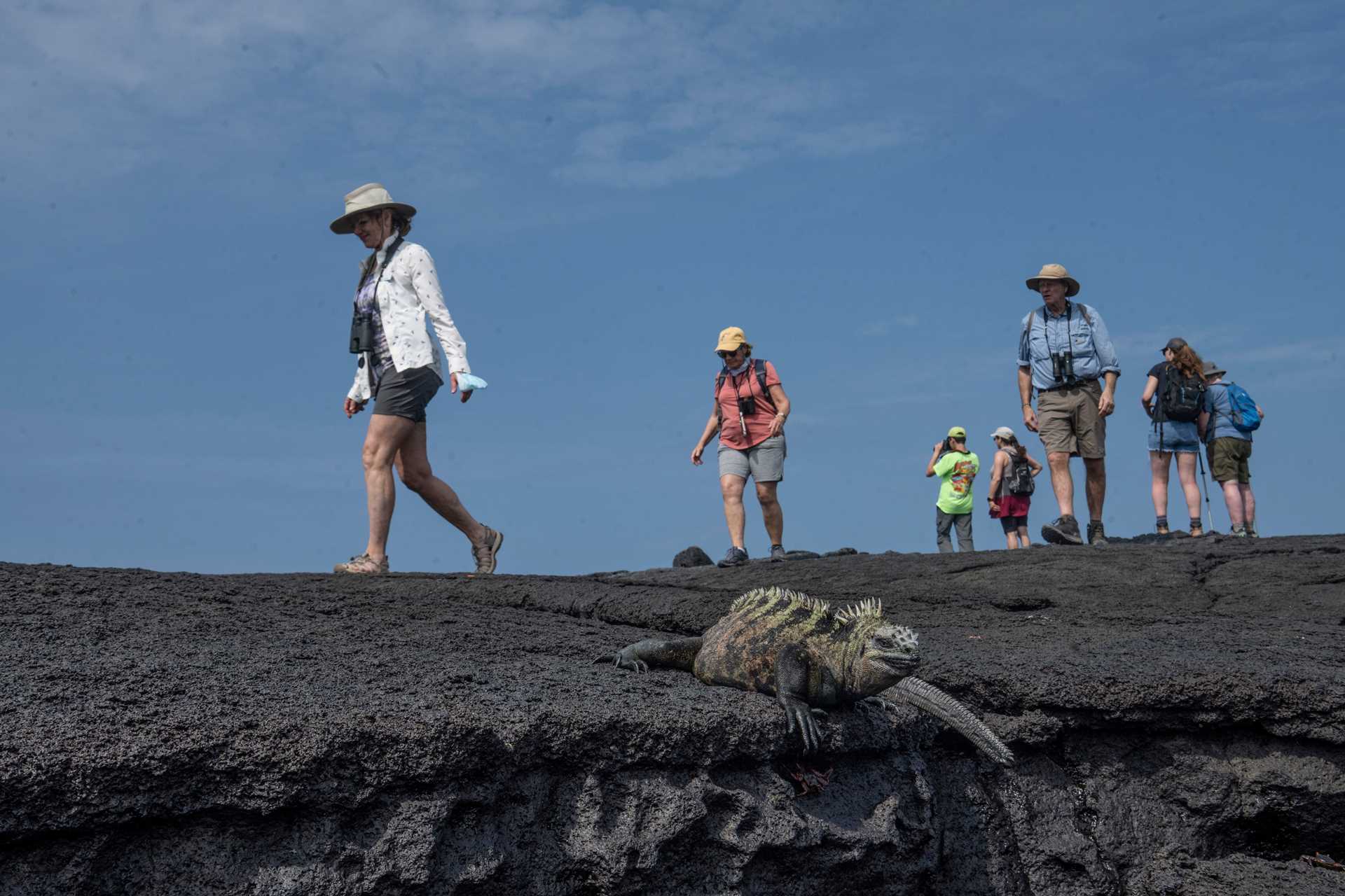 Guests walk on lava rocks at Punta Espinoza, Fernandina Island while a marine iguana lounges.