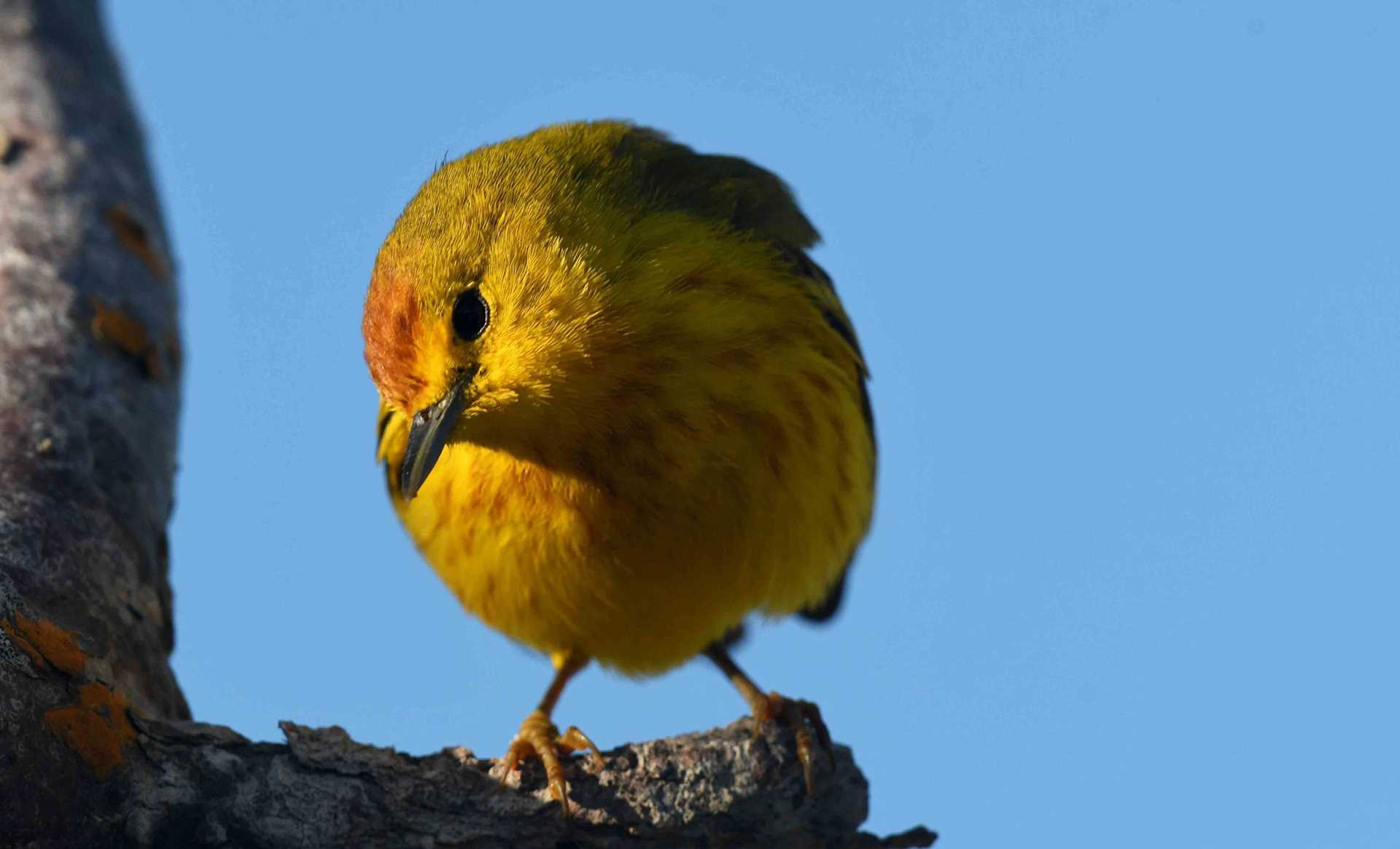 yellow warbler