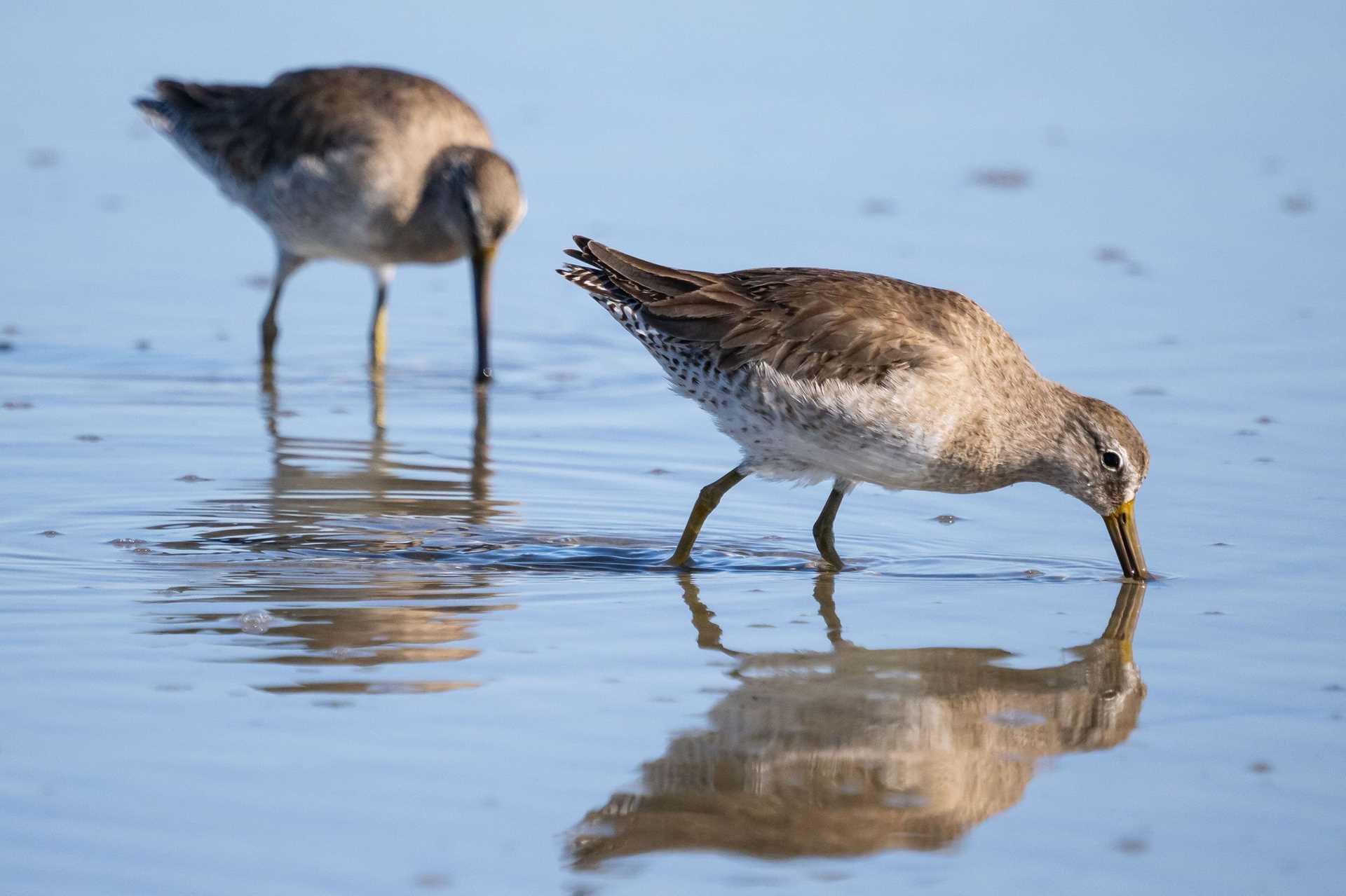 two brown birds stand on a beach