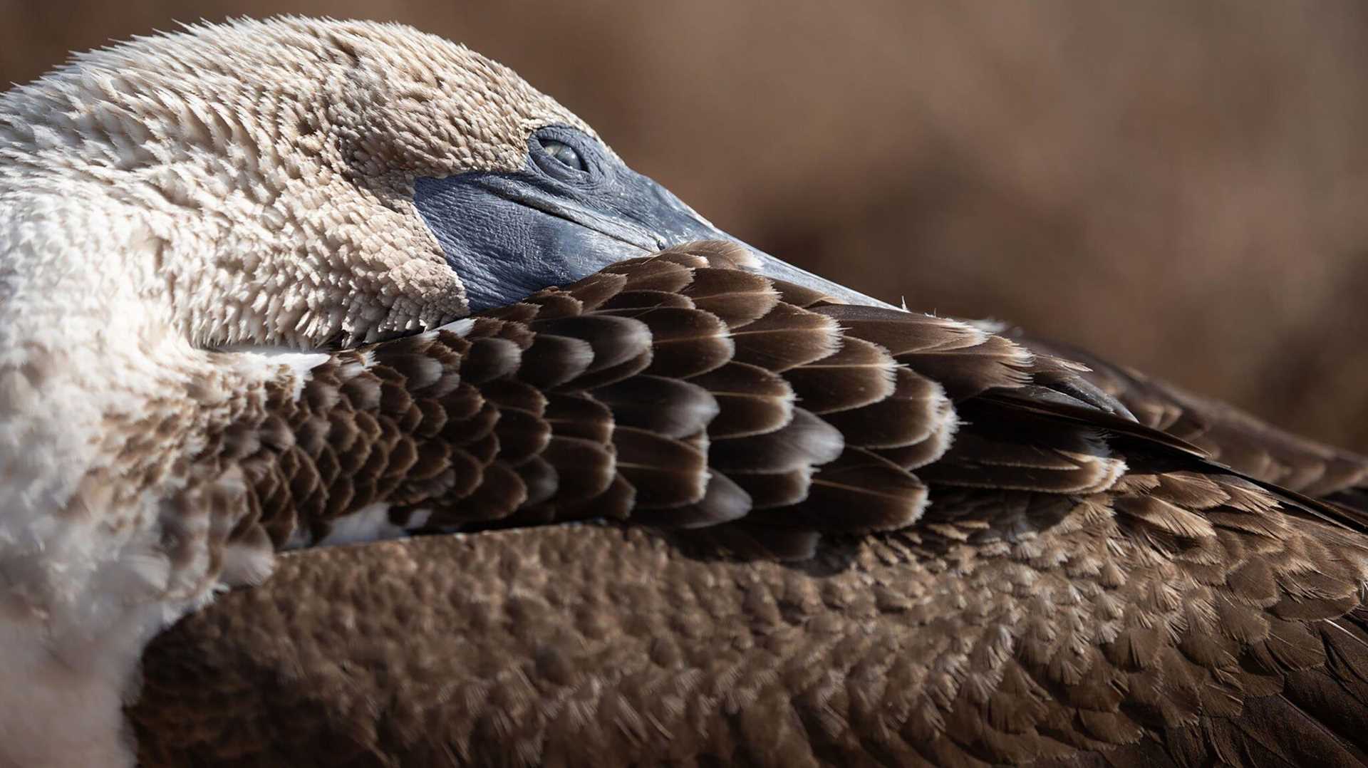 close-up of blue footed booby