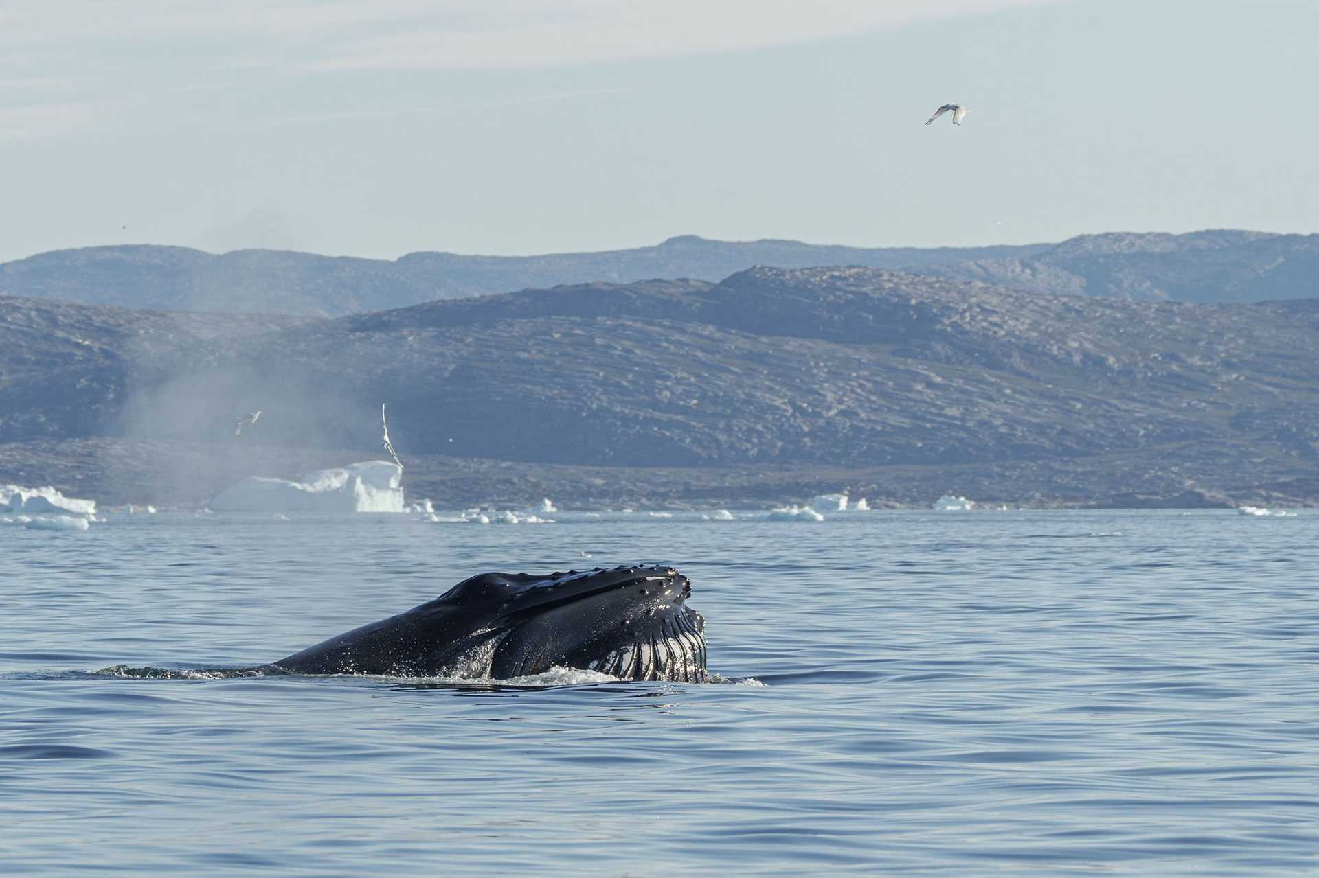 whale lunge feeding