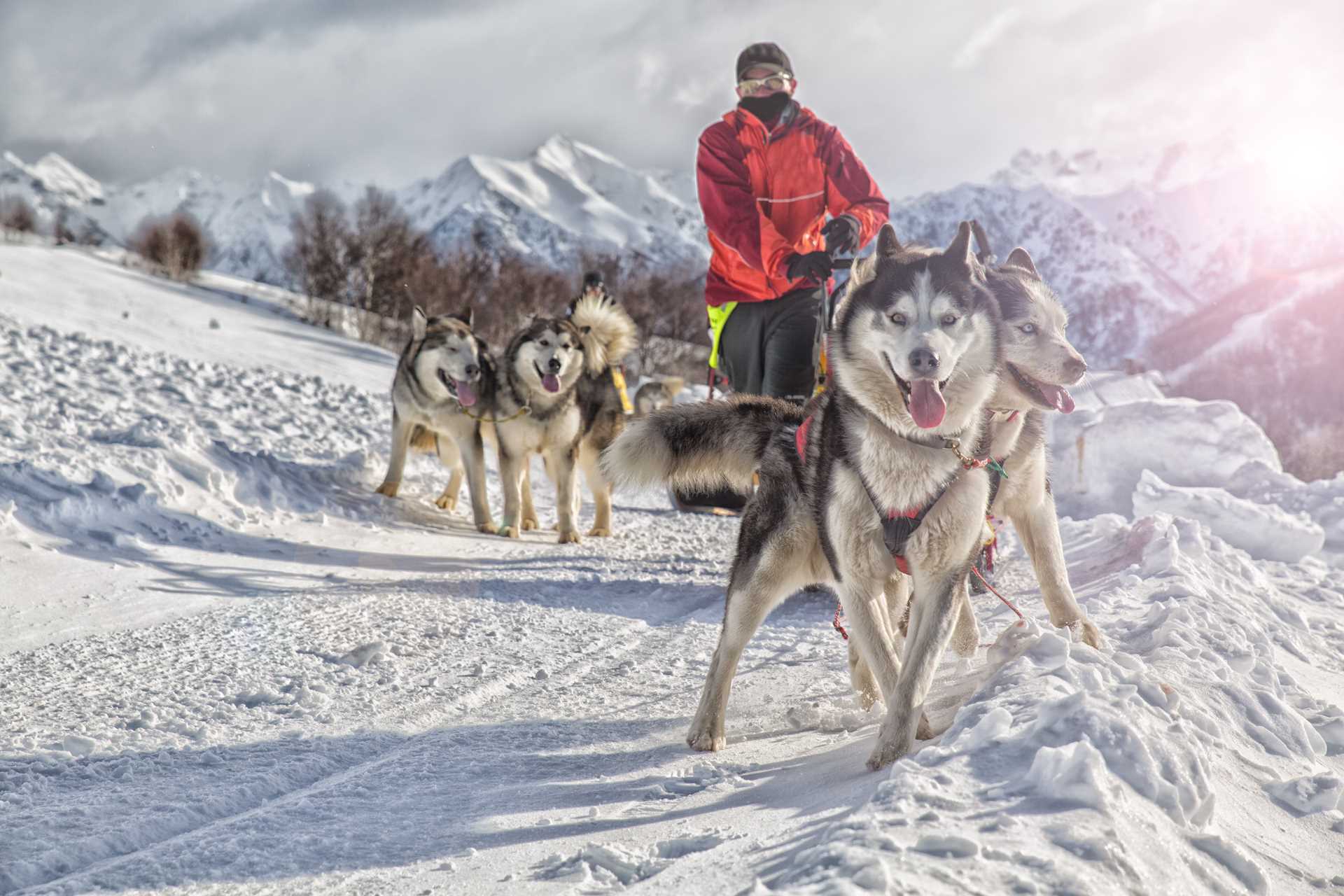 A man controls dogs on a dog sled in Alaska.