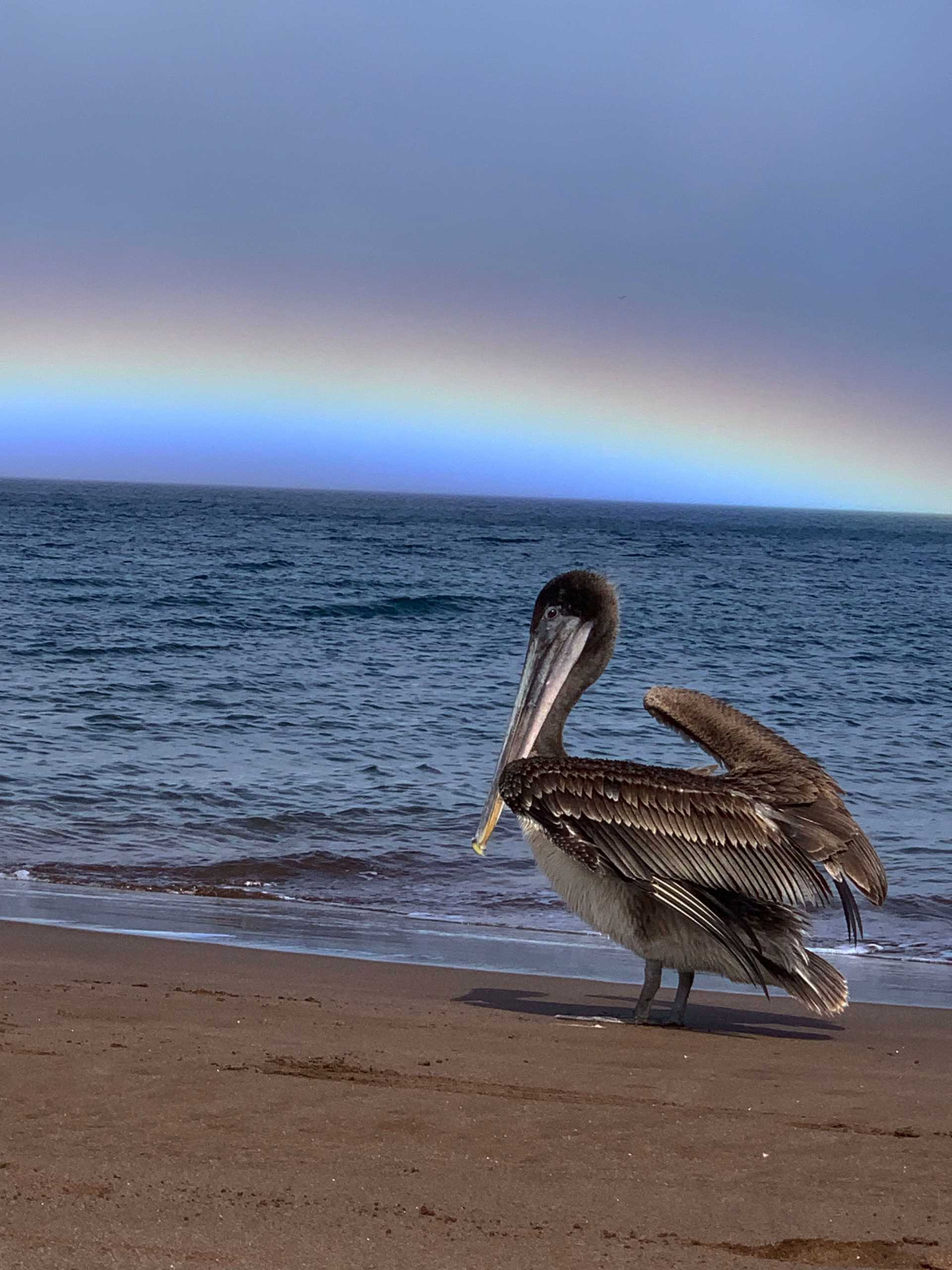 pelican with a rainbow in the background
