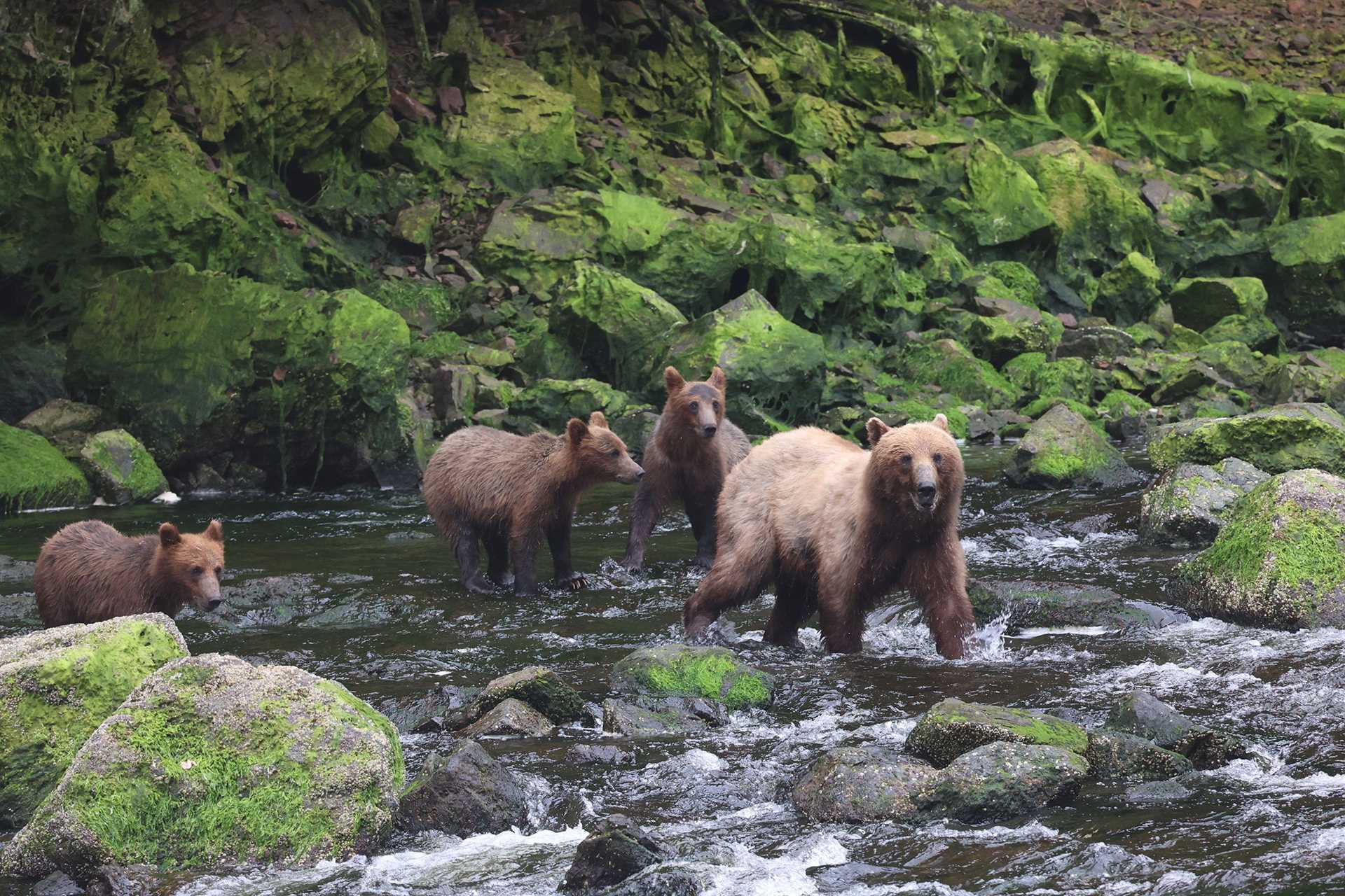 mother brown bear and three cubs