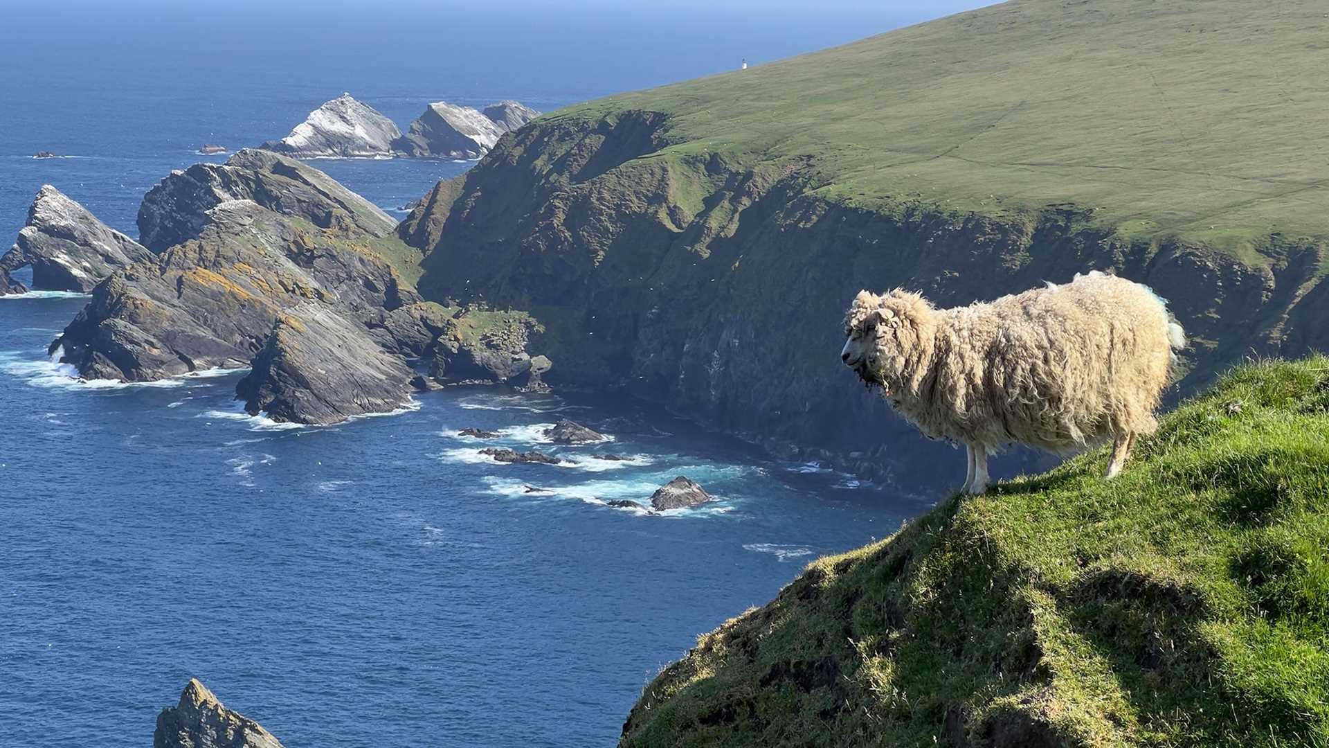 sheep on a cliffside