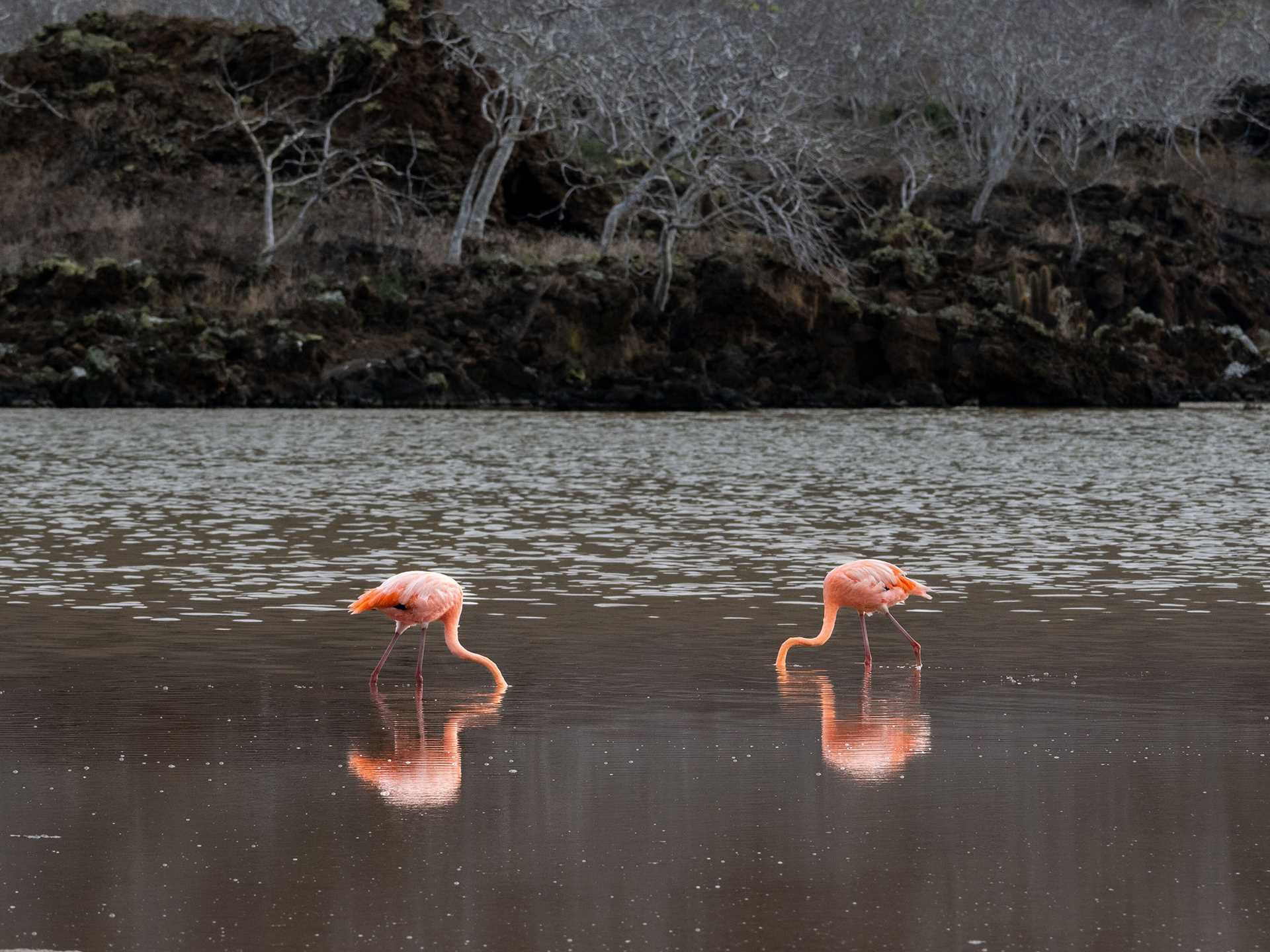 two flamingos feeding in a lagoon