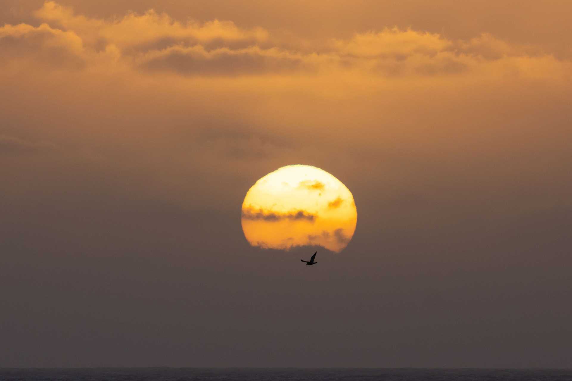 a silhouette of a bird in front of a setting sun over water