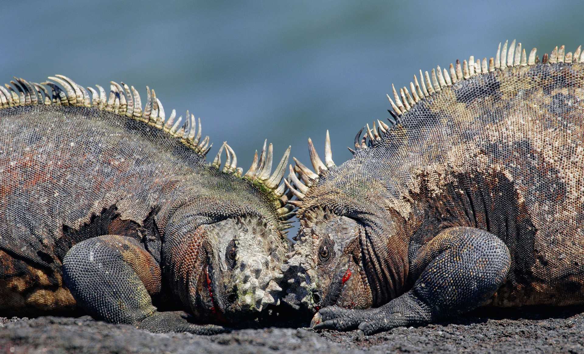 marine iguanas fighting