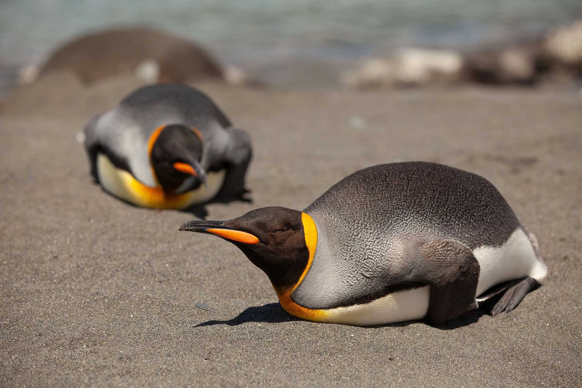 penguin on beach