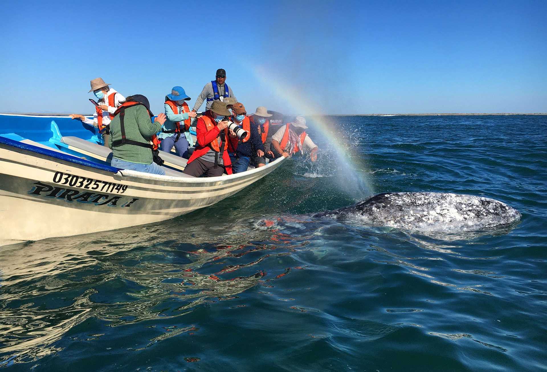 boat, whale, rainbow