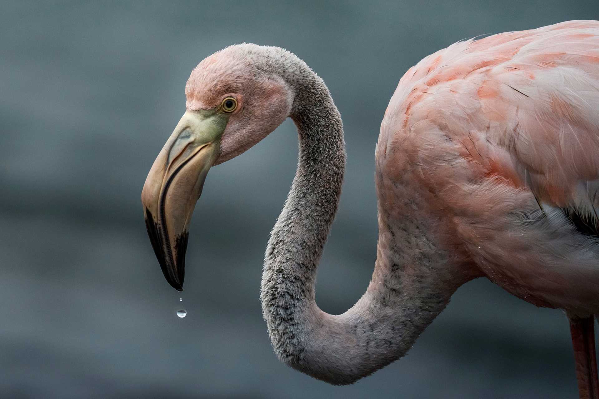 closeup of a flamingo