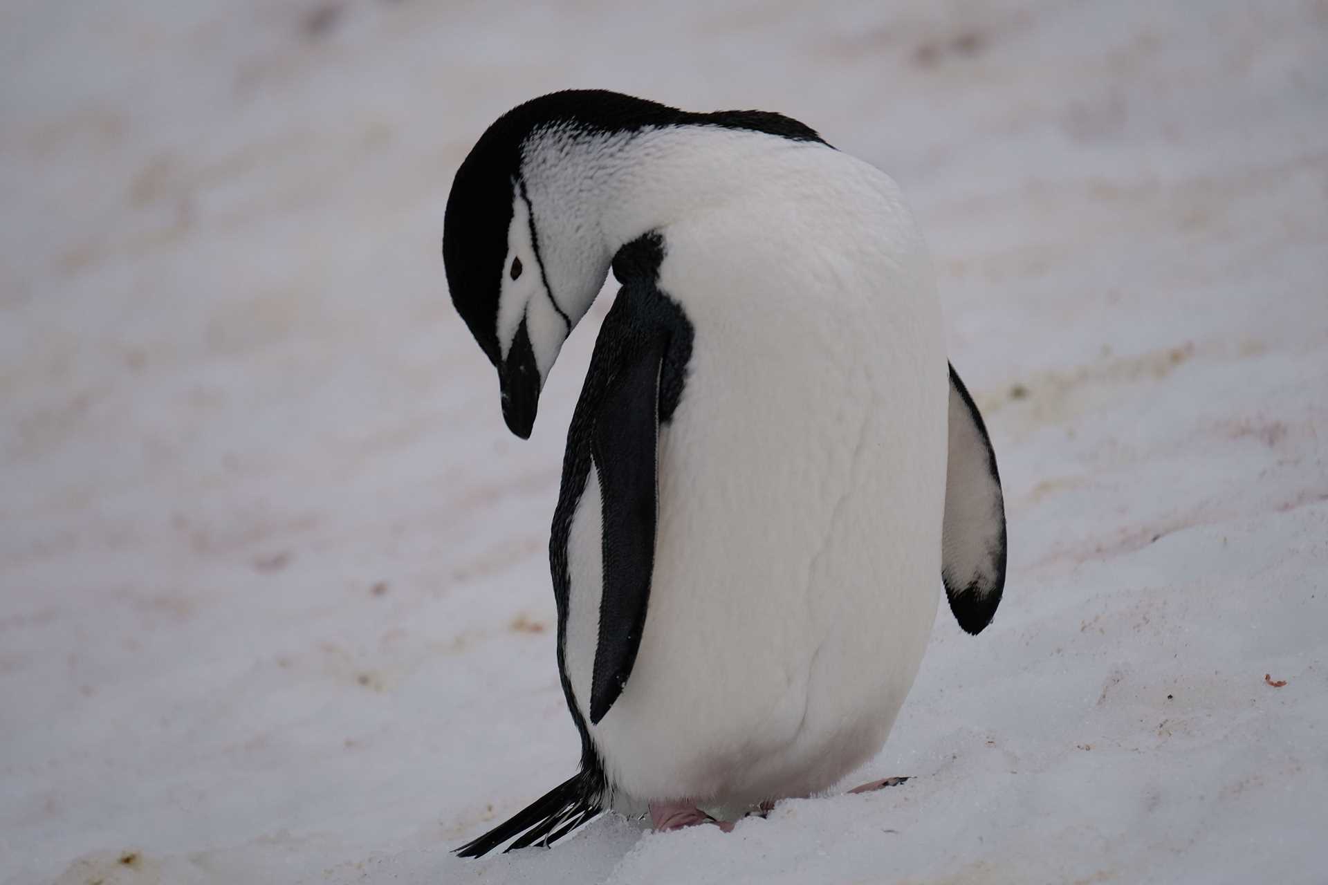 chinstrap penguin