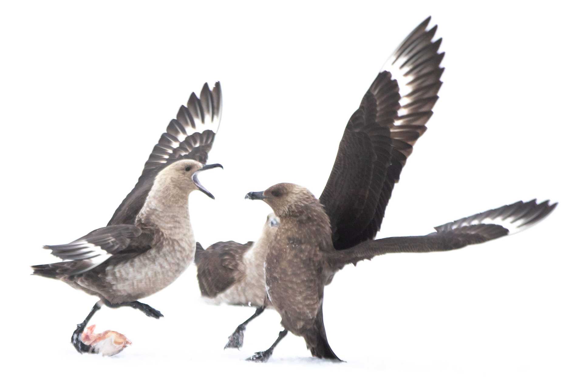 skuas