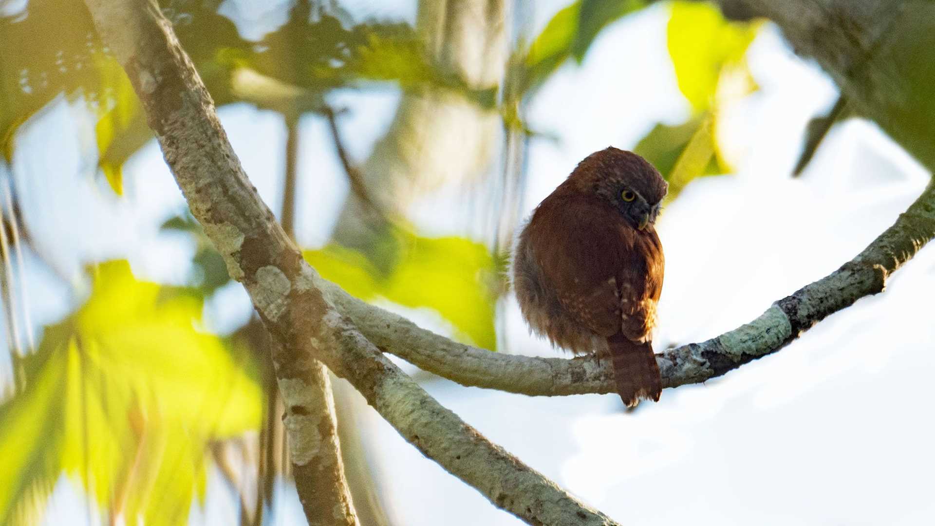 pygmy owl