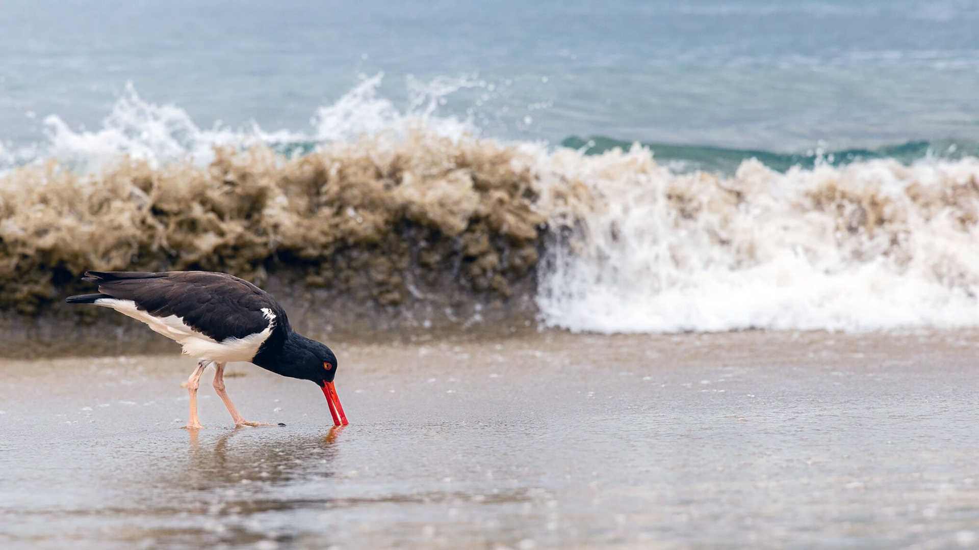 a black bird with an orange bill stands on a beach