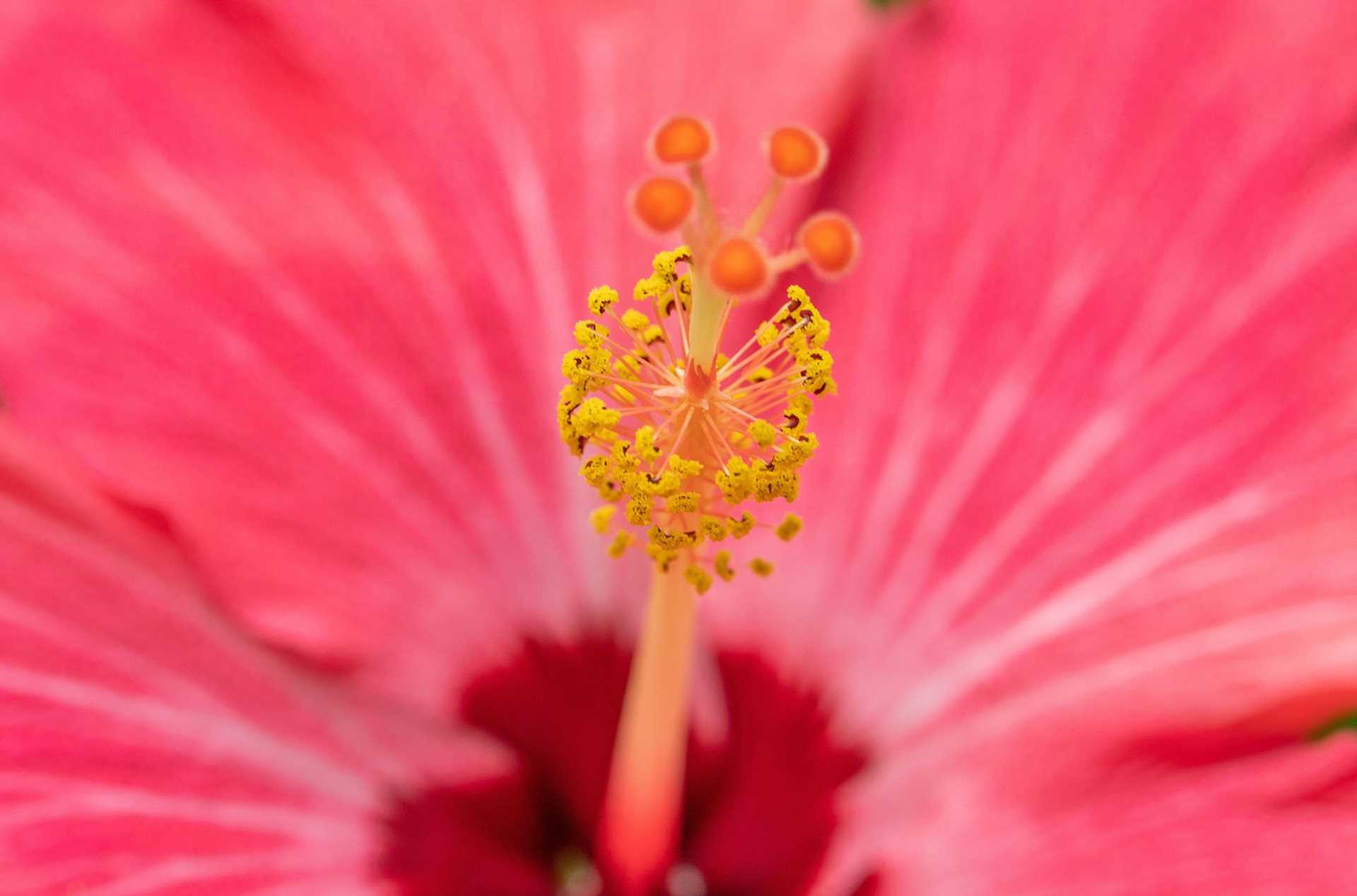 close-up of a pink flower with a yellow center
