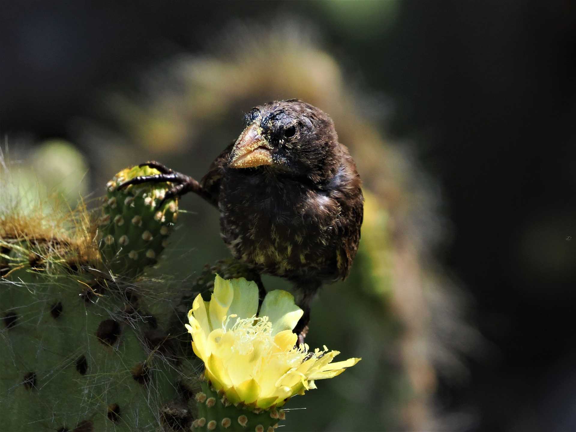 cactus finch on top of a cactus