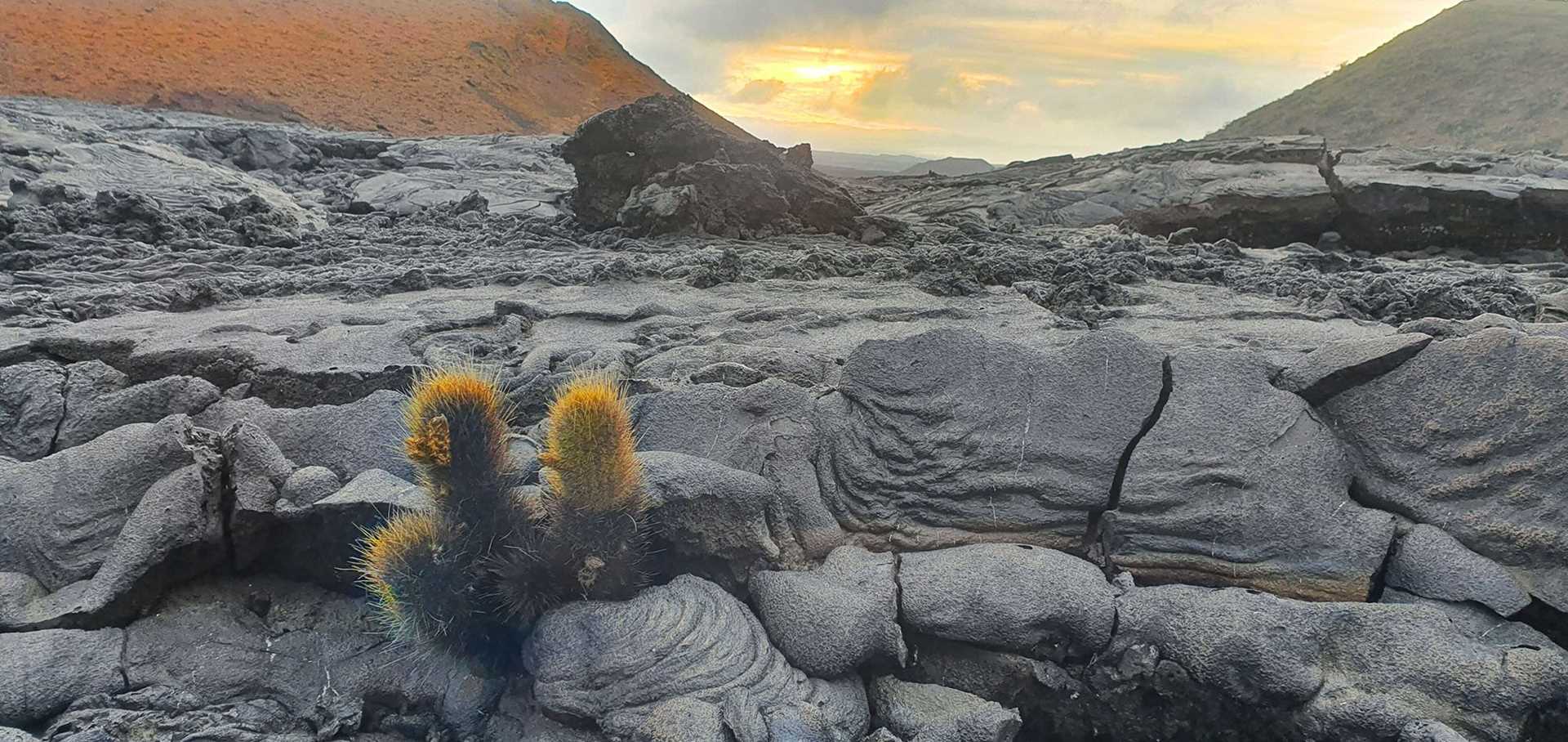 lava cactus and lava field
