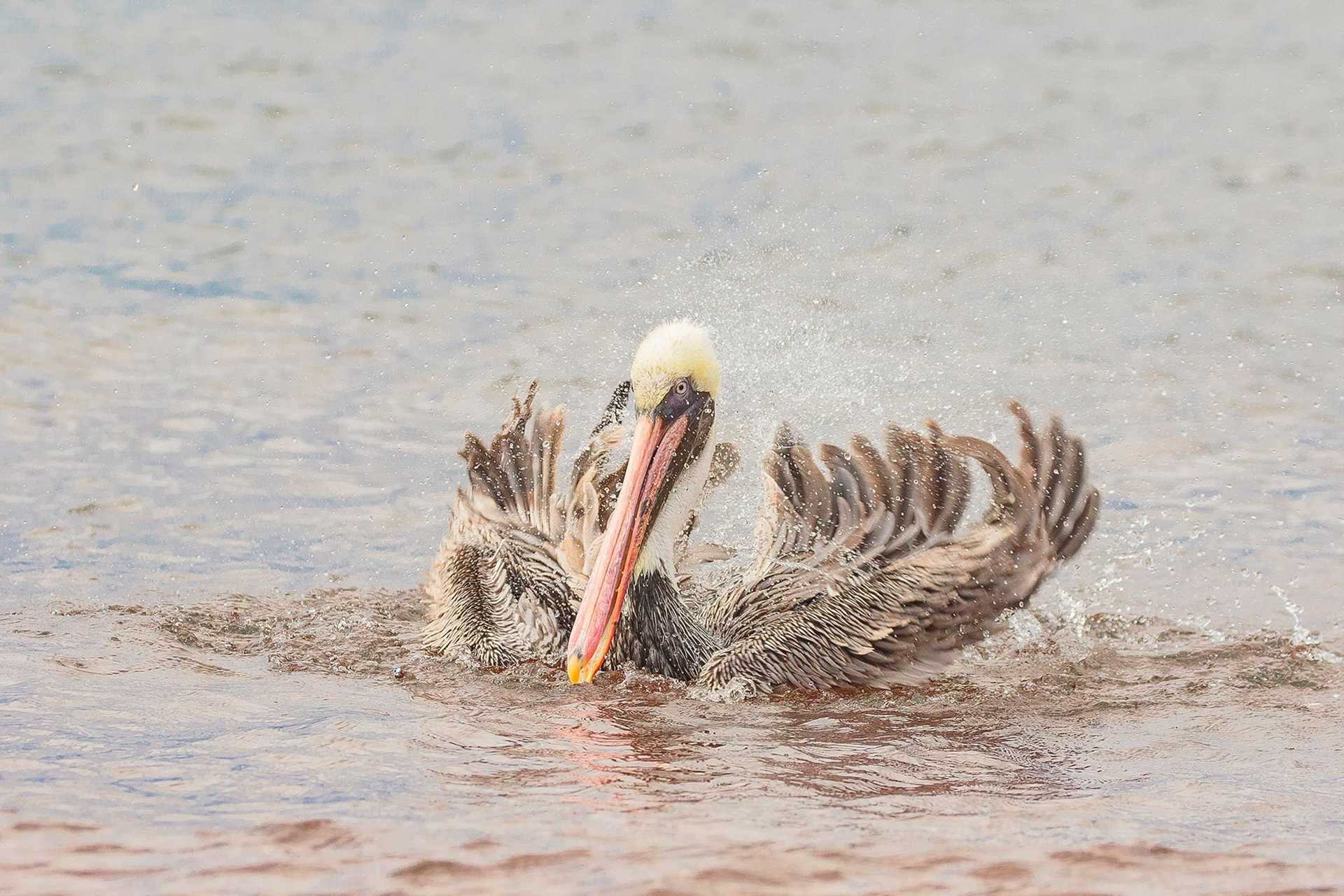 brown pelican splashing in the water