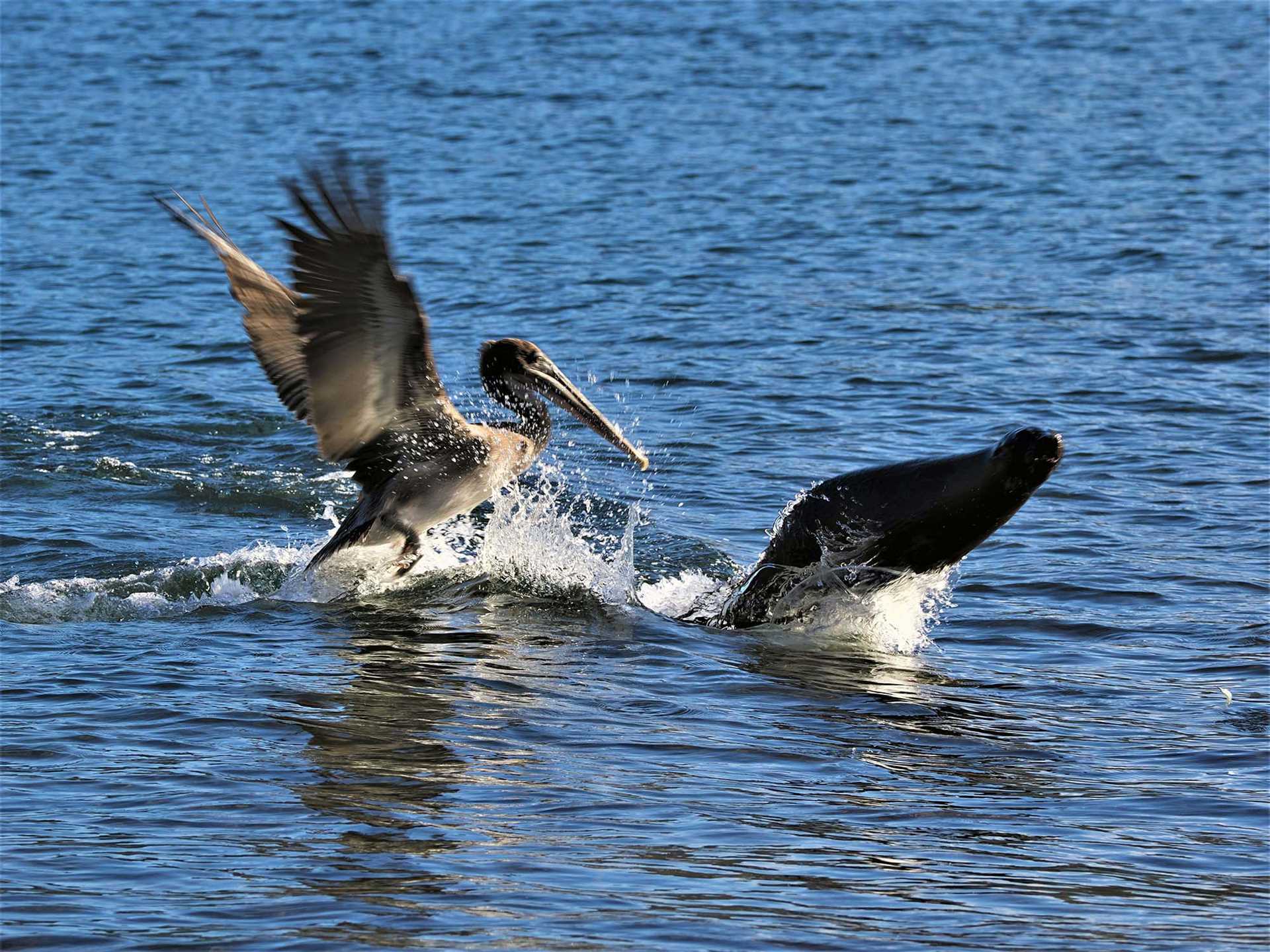 pelican and sea lion