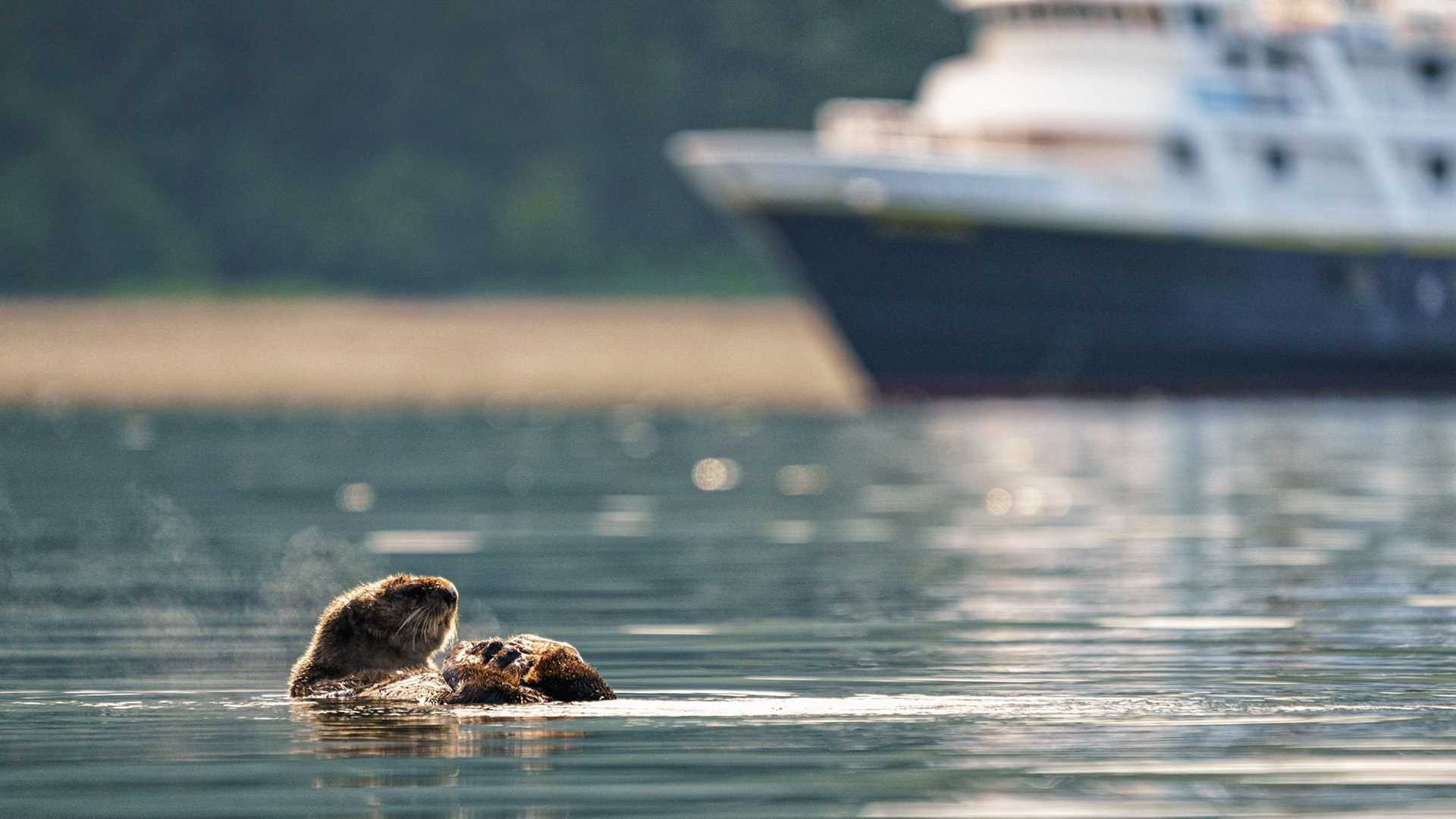 sea otter