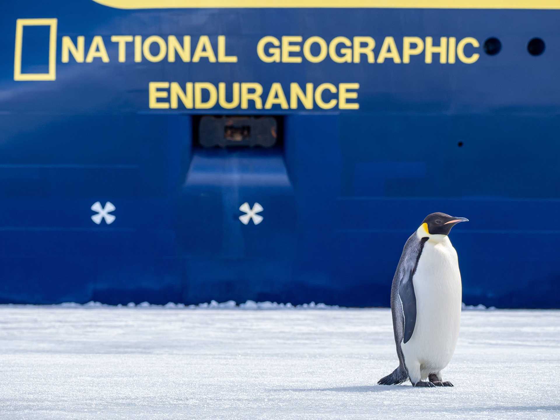 emperor penguin in front of national geographic endurance
