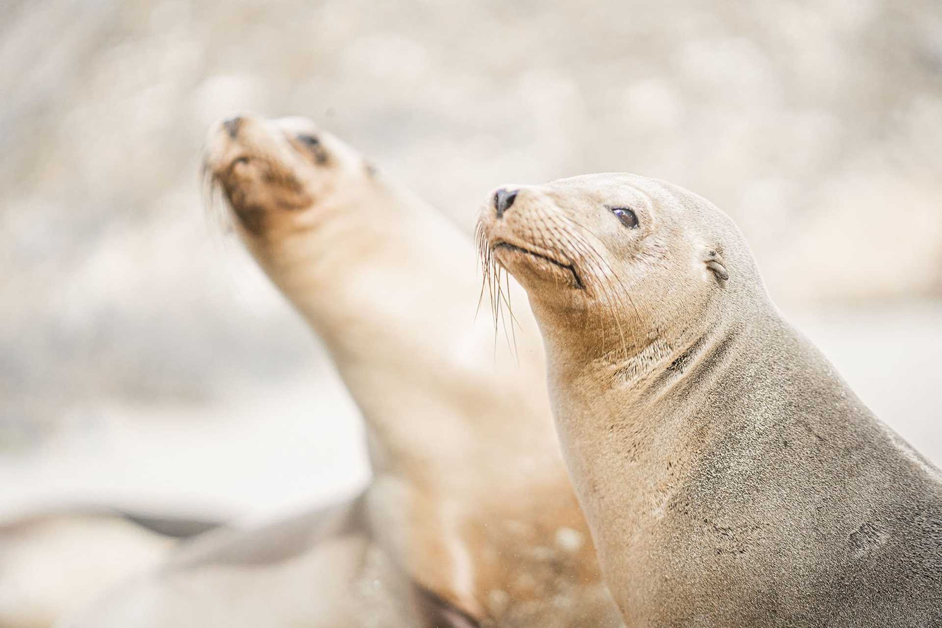 sea lion