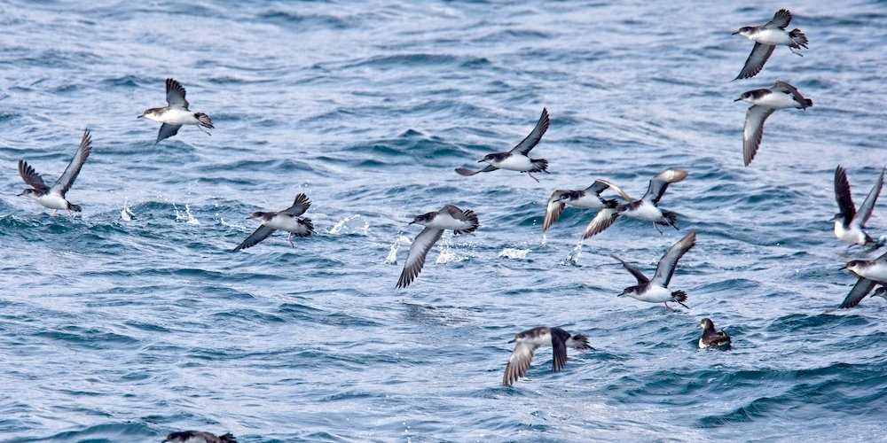 A flock of Manx shearwaters.jpg