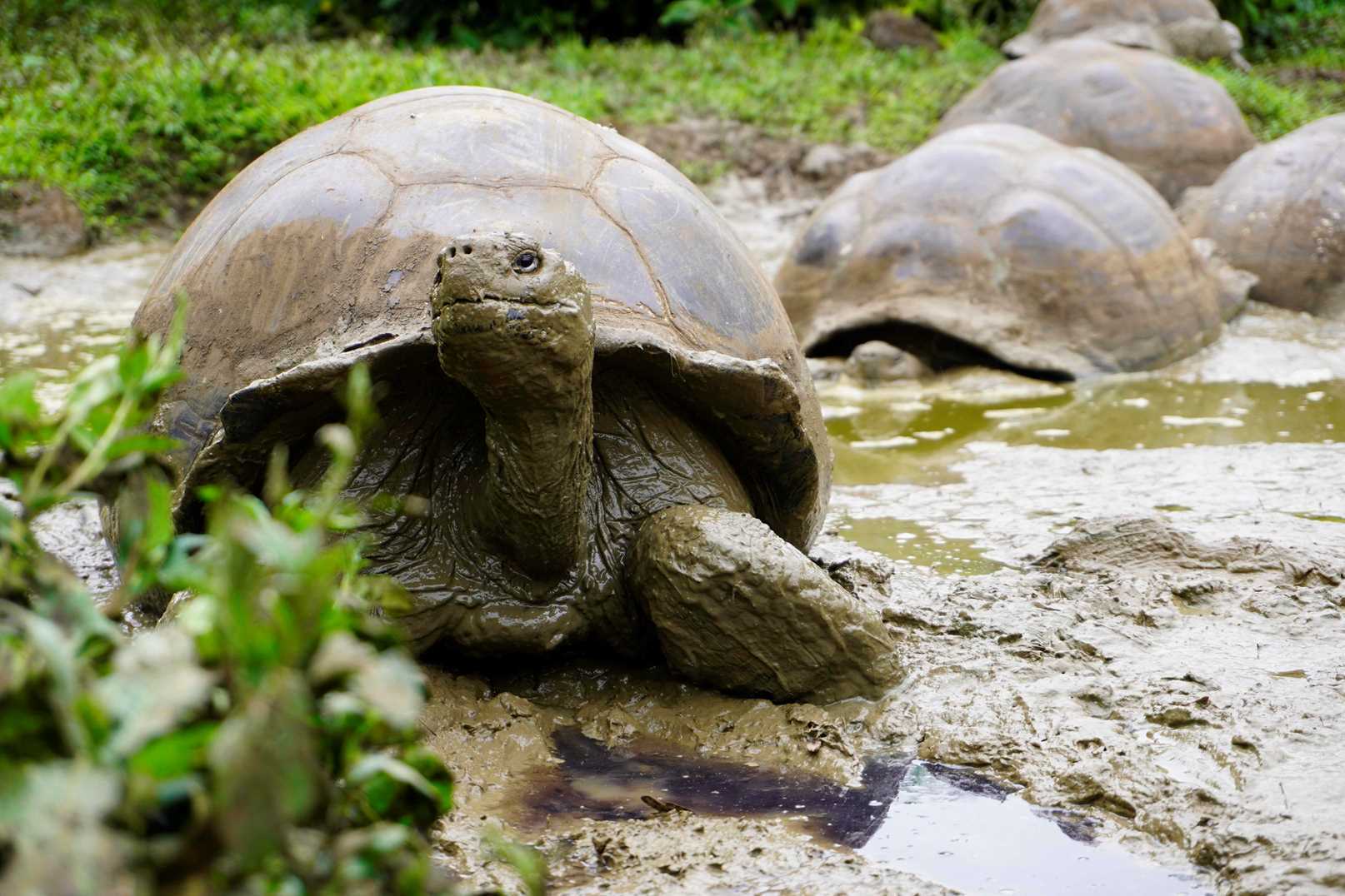 tortoises