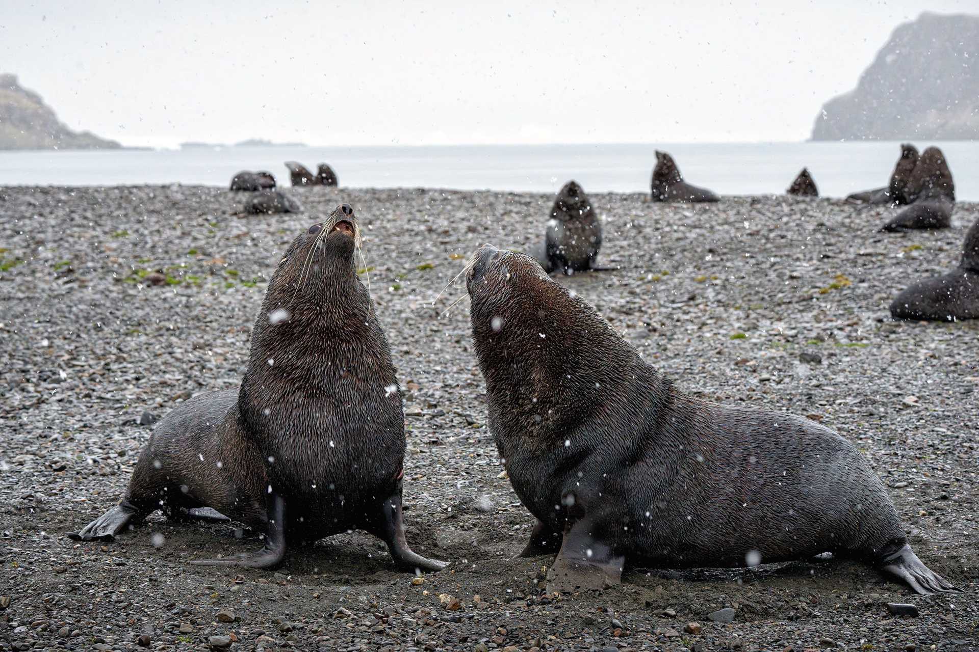 two fur seals having an argument