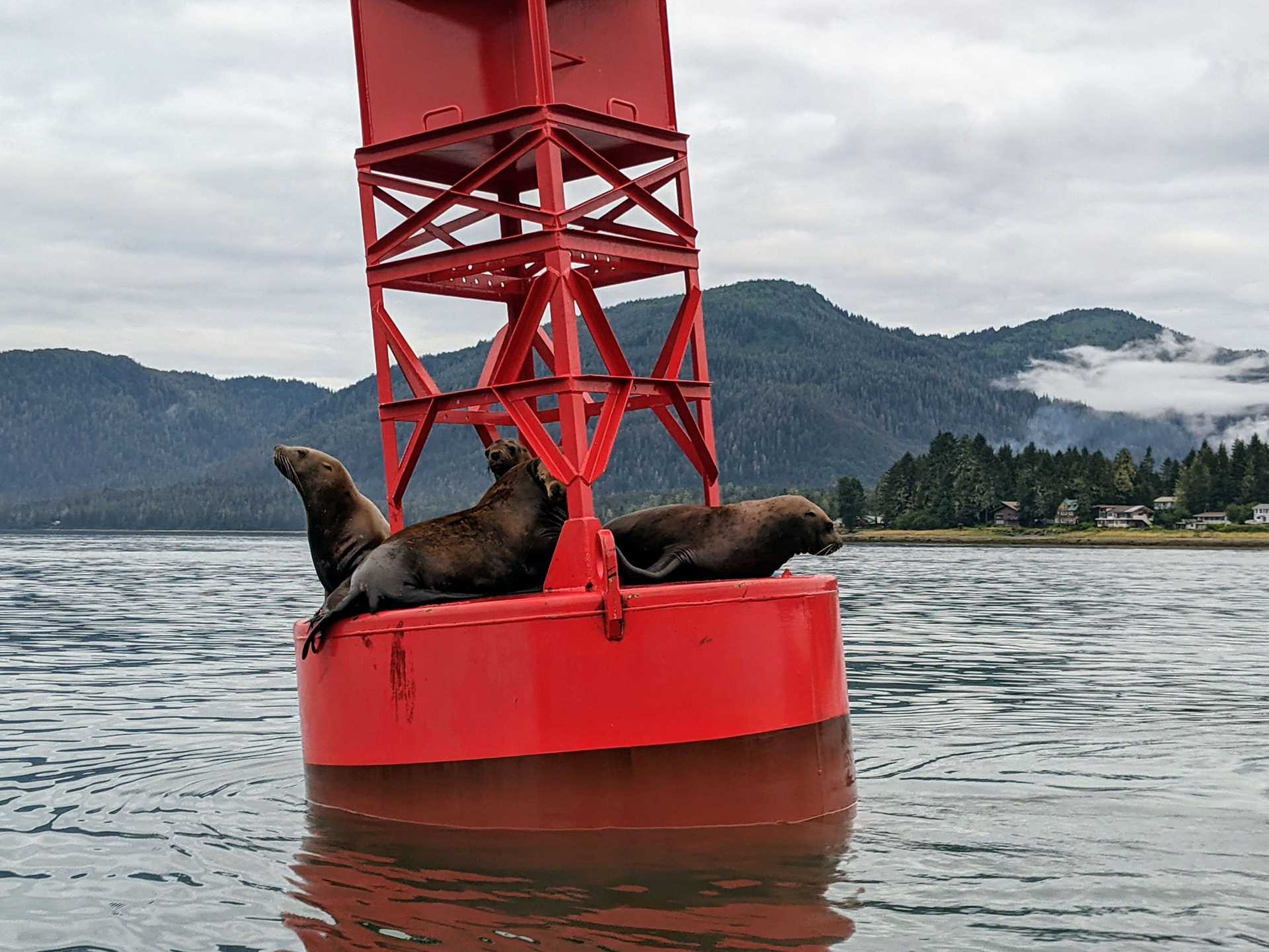 steller sea lions on a buoy