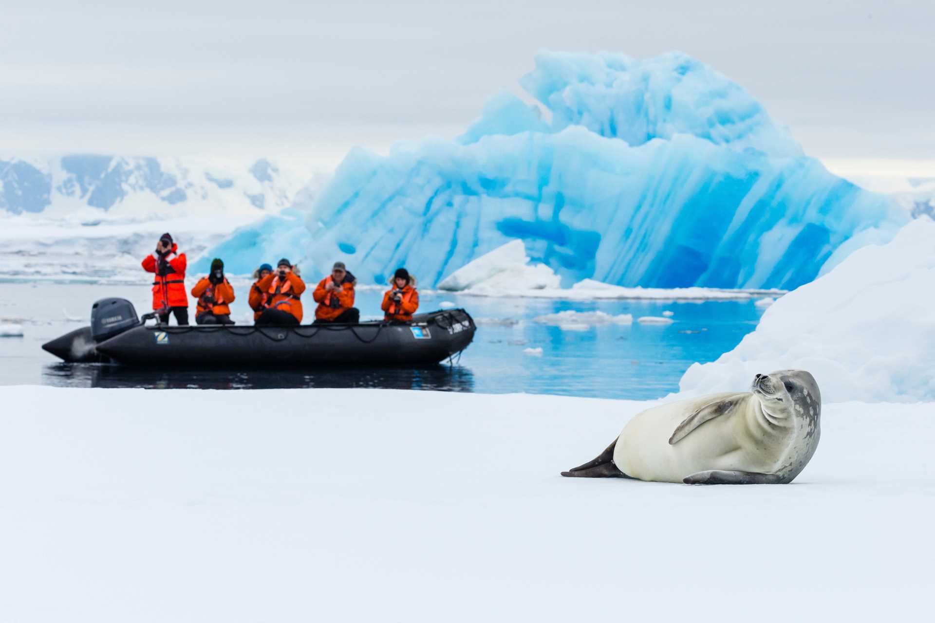 While exploring Fish Island by Zodiac, guests photograph a lounging crabeater seal.