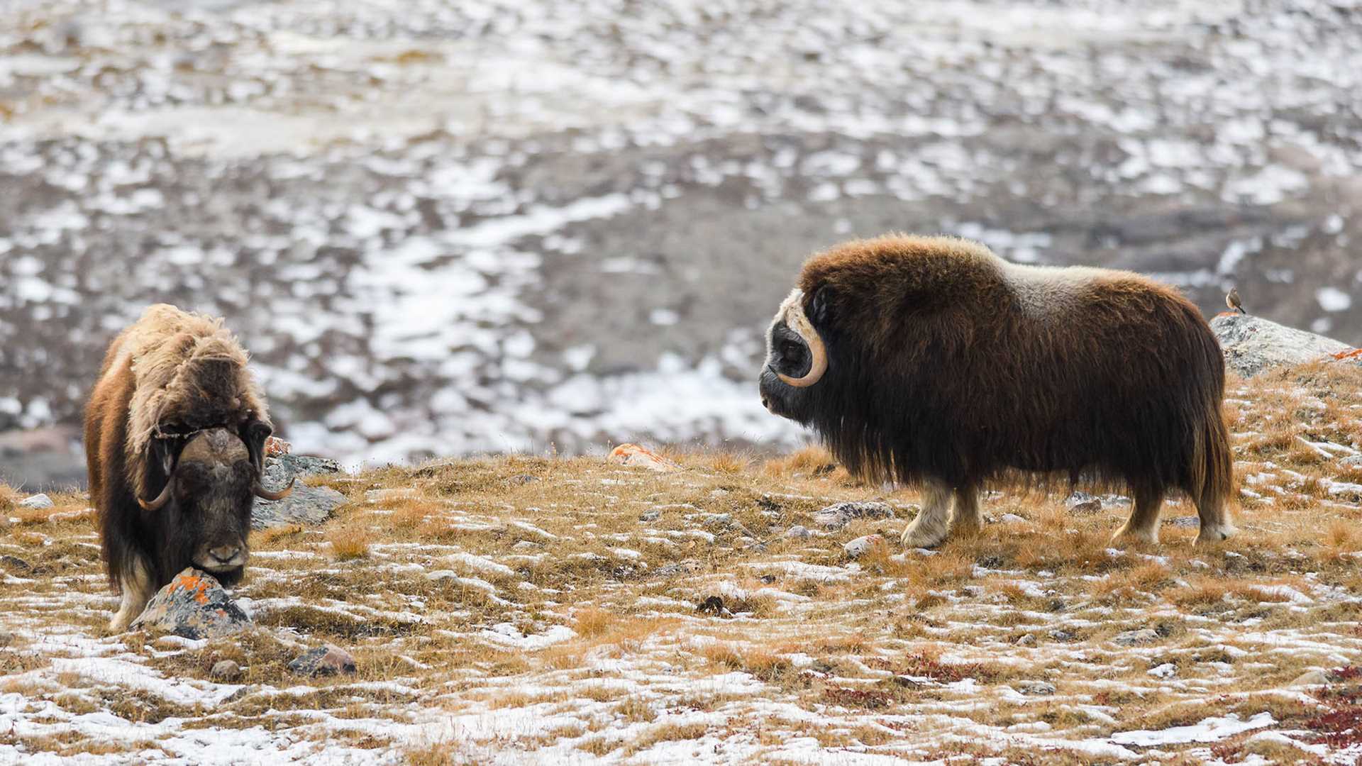 musk oxen